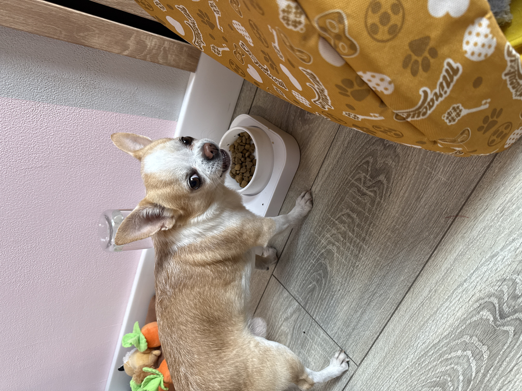 A small, tan and white chihuahua is lying on a gray wood-look floor next to a white pet food bowl filled with dry food. The dog is looking up and to the left. Next to the dog is a white shelf or cabinet with some stuffed carrot and squirrel toys in it. Above the shelf is a pink wall. To the right of the dog is a mustard-yellow pet bed with a pattern of white paw prints, bones, and other dog-related images. The location is indoors. The city of Rostov-on-Don, Russia, is not directly discernible from the visual elements of the image.