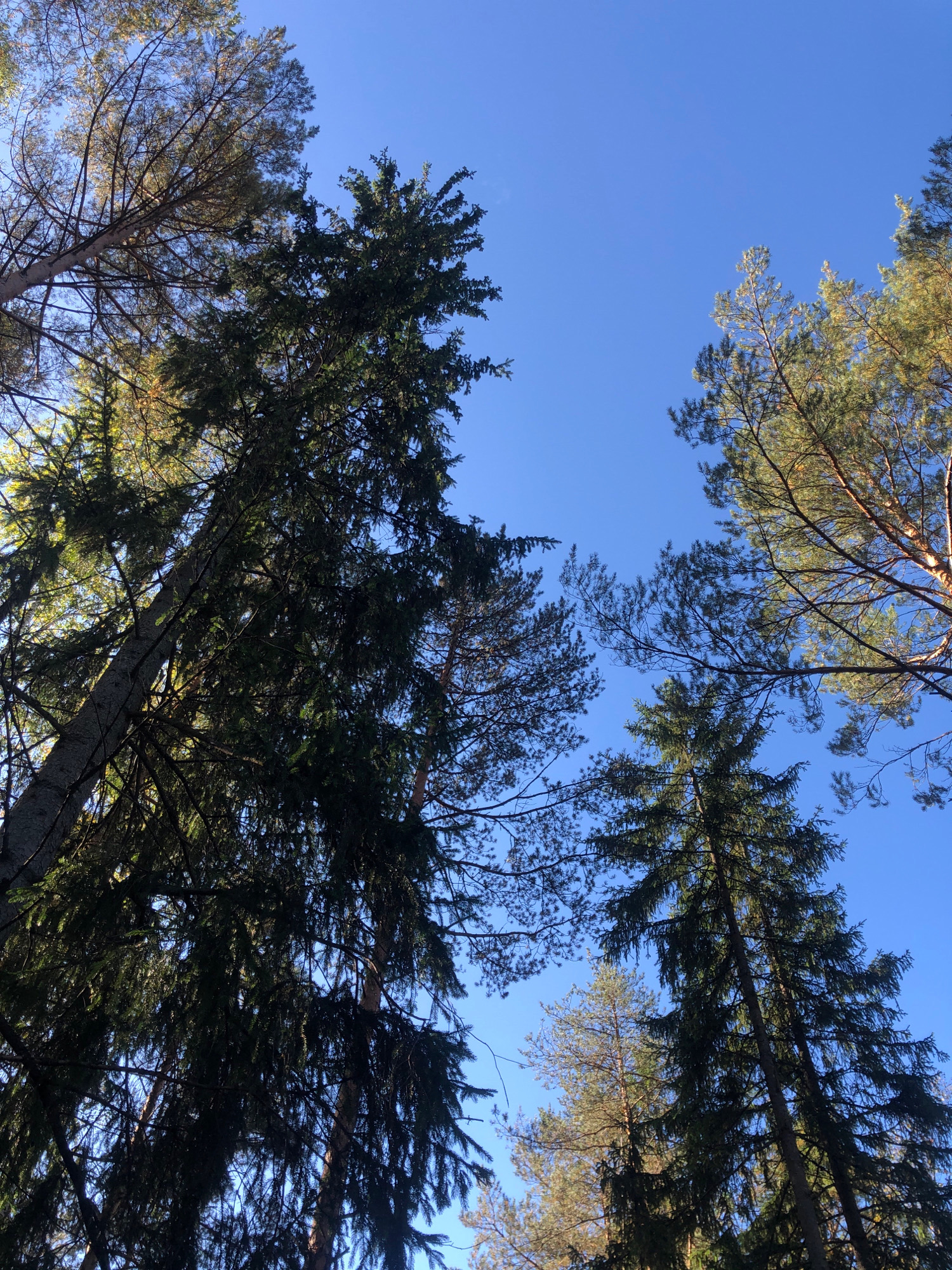 The image is a low-angle shot looking up at the canopy of a forest against a clear blue sky. Several tall coniferous trees are visible, their branches and needles forming intricate patterns against the bright sky. Some trees appear to be pine trees with sparser needles and lighter colored bark, while others are darker and more densely needled, resembling fir or spruce. The sunlight filters through the branches, creating dappled light and shadows. The scene is consistent with a natural forested environment. There is no indication of the city of Arfa, Russia or any urban elements within the image.