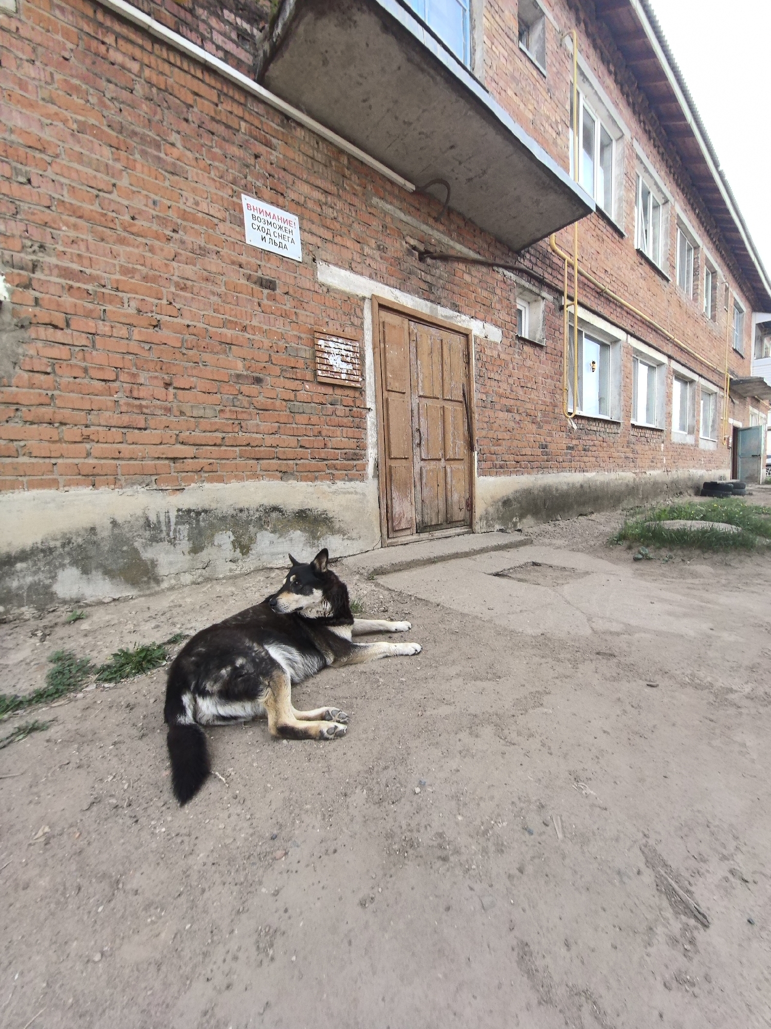 The scene is outside a two-story brick building in Noviy, Russia. A medium-sized black and tan dog lies on the dirt ground in front of a wooden door. A sign, written in Russian warns about the possibility of snow and ice. The building has a concrete overhang and several windows. Yellow pipes run along the building's exterior.