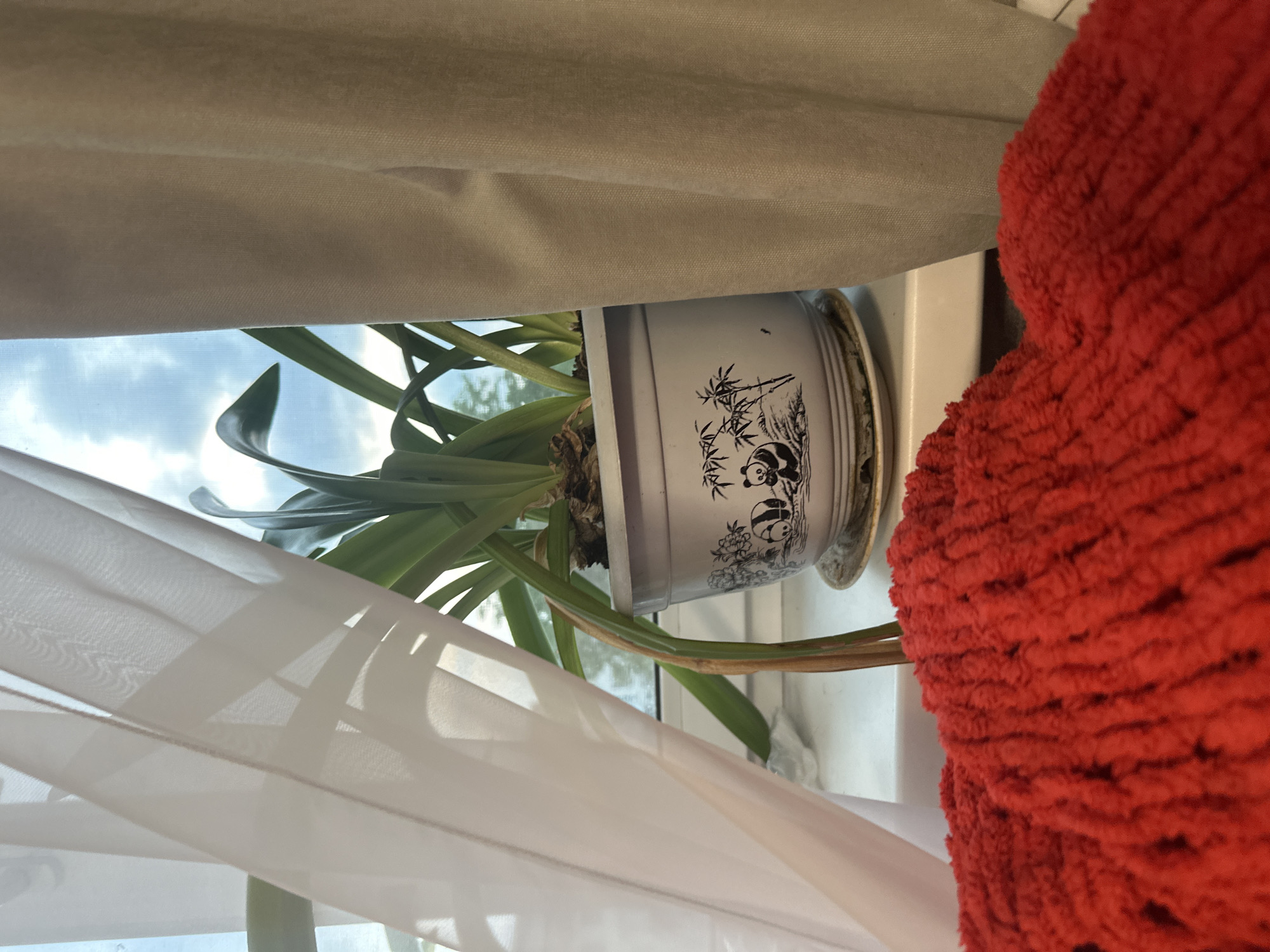 A potted plant with green leaves sits on a windowsill. The pot is white with black panda and bamboo illustrations. Behind the plant, sheer white curtains are visible, with a tan curtain on the right side of the frame. The sky, partially obscured by clouds, can be seen through the window. In the foreground, a textured, bright red object is visible, possibly a blanket or cushion. The scene is indoors, near a window, suggesting a residential setting. The location is not specified in the image or provided context to be Birobidzhan, Russia.