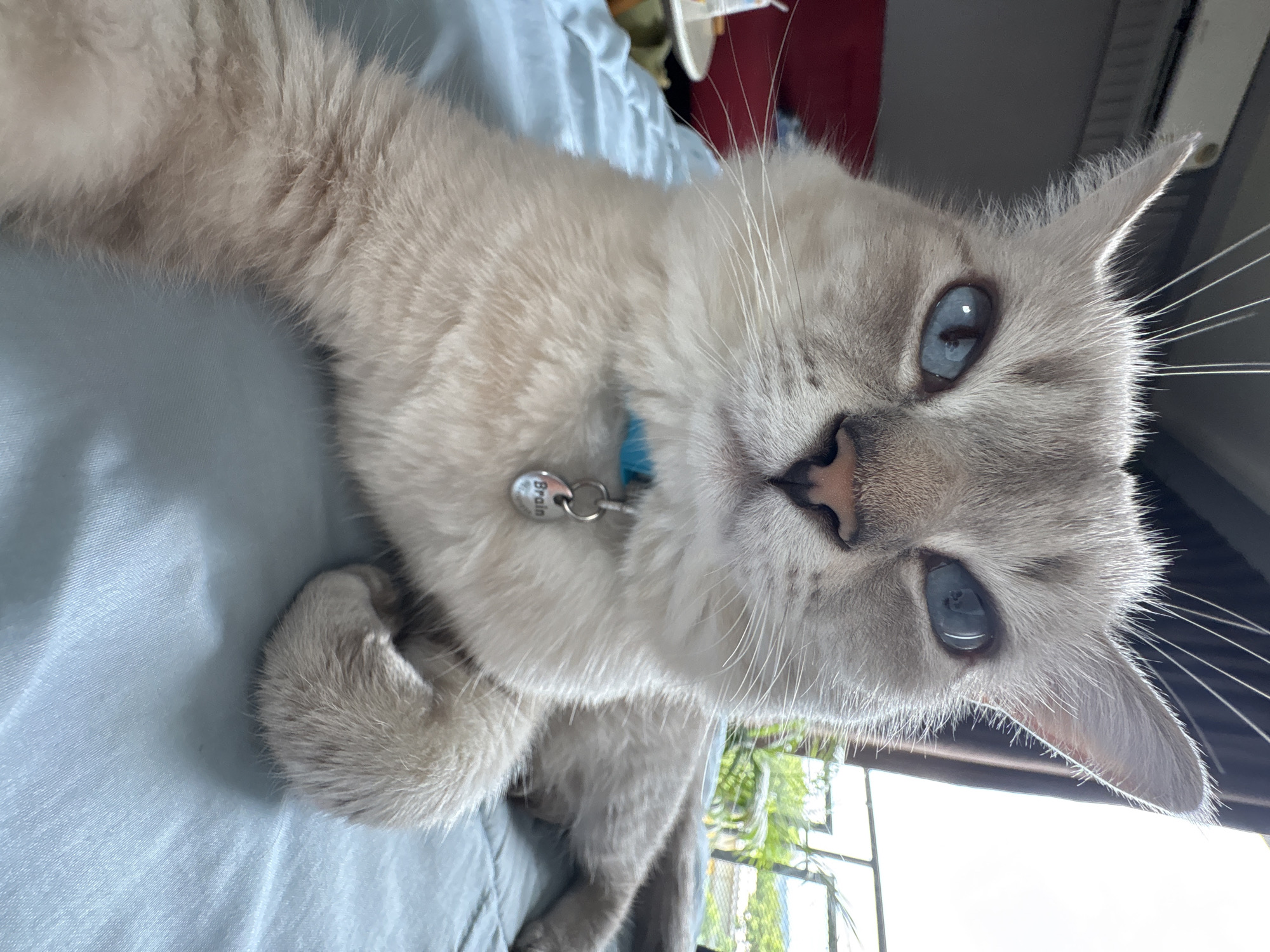 A close-up, eye-level, selfie-style photograph shows a domestic shorthair cat with blue eyes and light gray and cream fur. The cat is wearing a blue collar with a silver tag that reads "Brain." It is lying on a light blue bed. The background is blurred but appears to show a window with greenery and part of a balcony. The lighting suggests daytime. The photo was taken in a bedroom in Choeng Thale, Thailand.