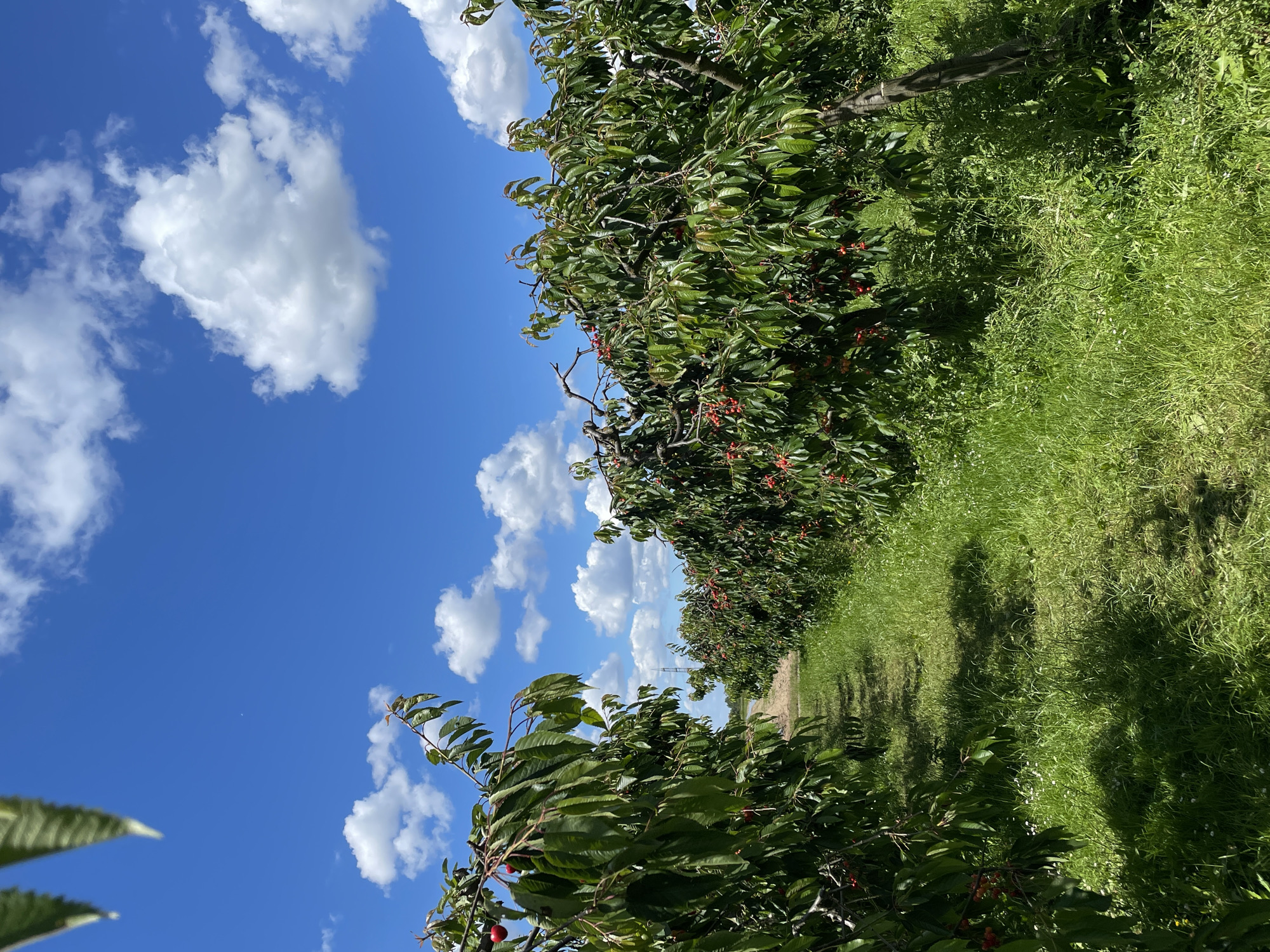 This is an outdoor, eye-level, full shot of a cherry orchard on a sunny day with a bright blue sky and fluffy white clouds. In the foreground, on the left side of the frame, is a cherry tree with lush green leaves and several red cherries. The tree branches extend into the upper left corner of the image. To the right of this tree, a path made of mown grass leads into the distance, with more cherry trees lining both sides of the path. The trees are full of green leaves and many red cherries. The grass is long and green, with some wildflowers interspersed. In the far distance, a transmission tower can be seen. The lighting suggests it is midday. There are no people visible in the image.