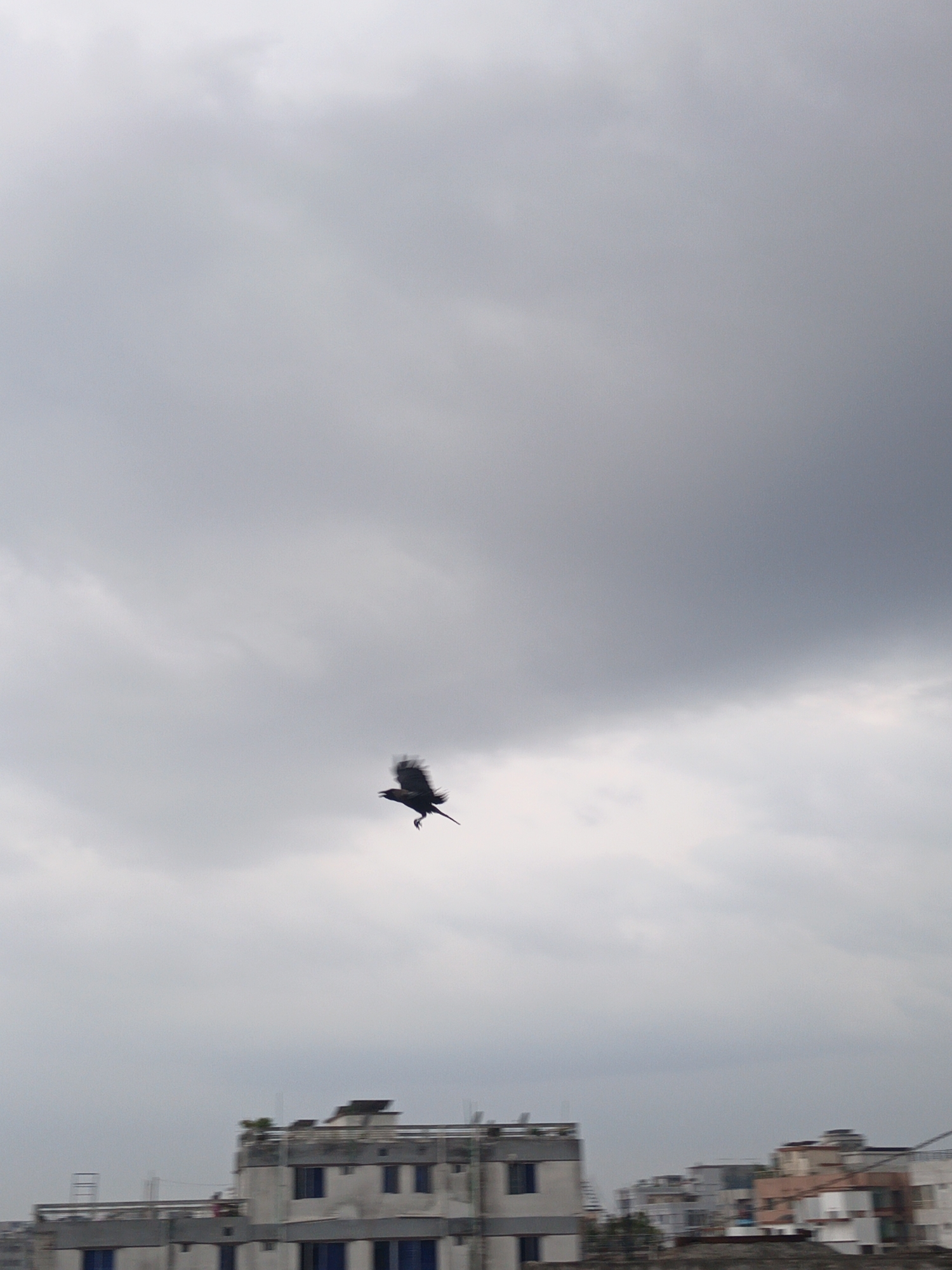 A black bird is flying in the sky, with the sky filled with gray clouds, over a city filled with buildings.