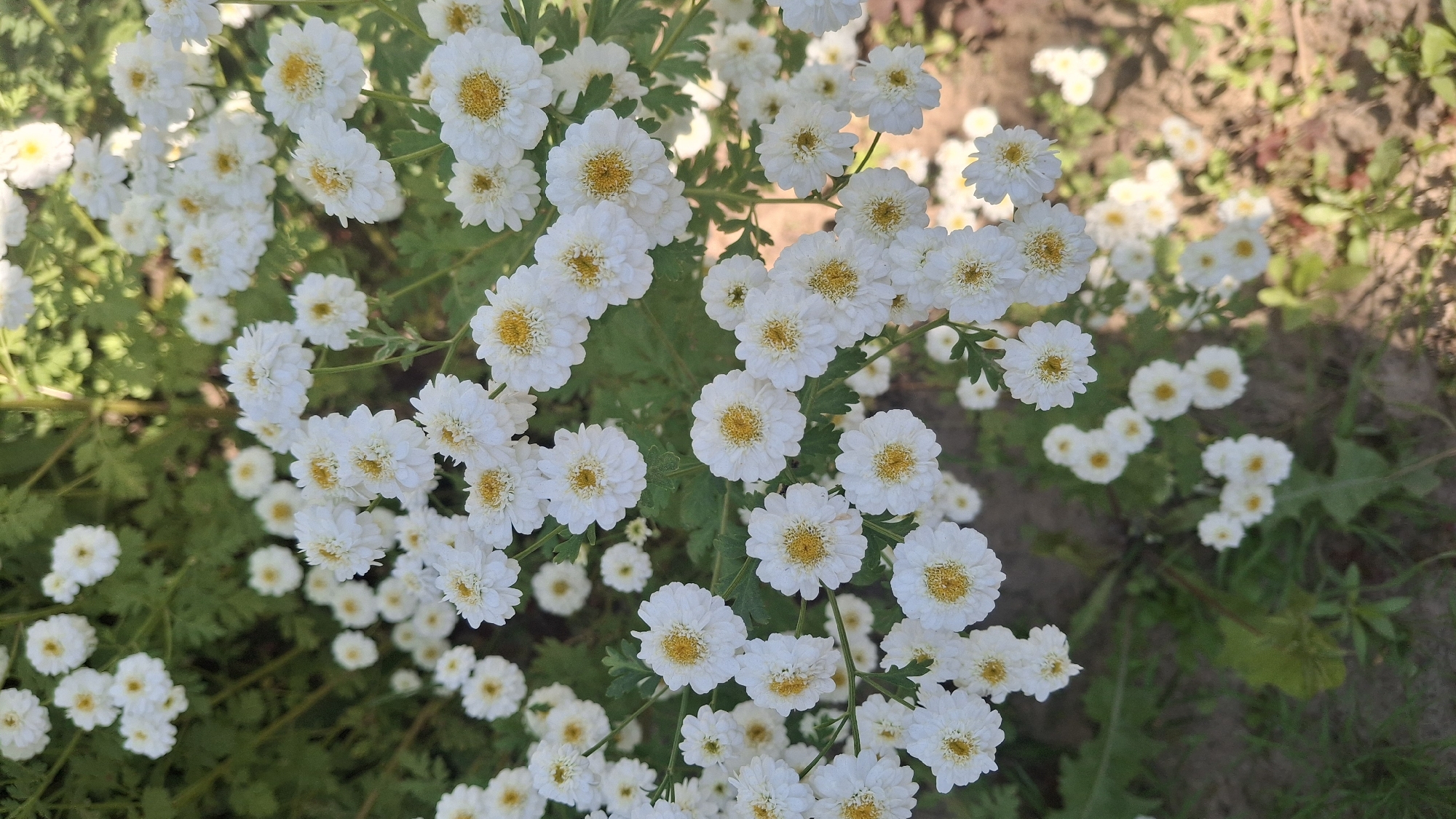 The image shows a close-up of a dense cluster of white flowers with yellow centers, likely in a garden setting. The flowers are small and have many delicate petals. The background consists of green foliage and a patch of what appears to be soil or ground cover, with some dappled sunlight creating highlights and shadows. The scene is natural and appears to be outdoors. The image does not contain any people. The location specified is Дзямідавіцкі сельскі Савет, Belarus, and the image depicts a garden within this region.