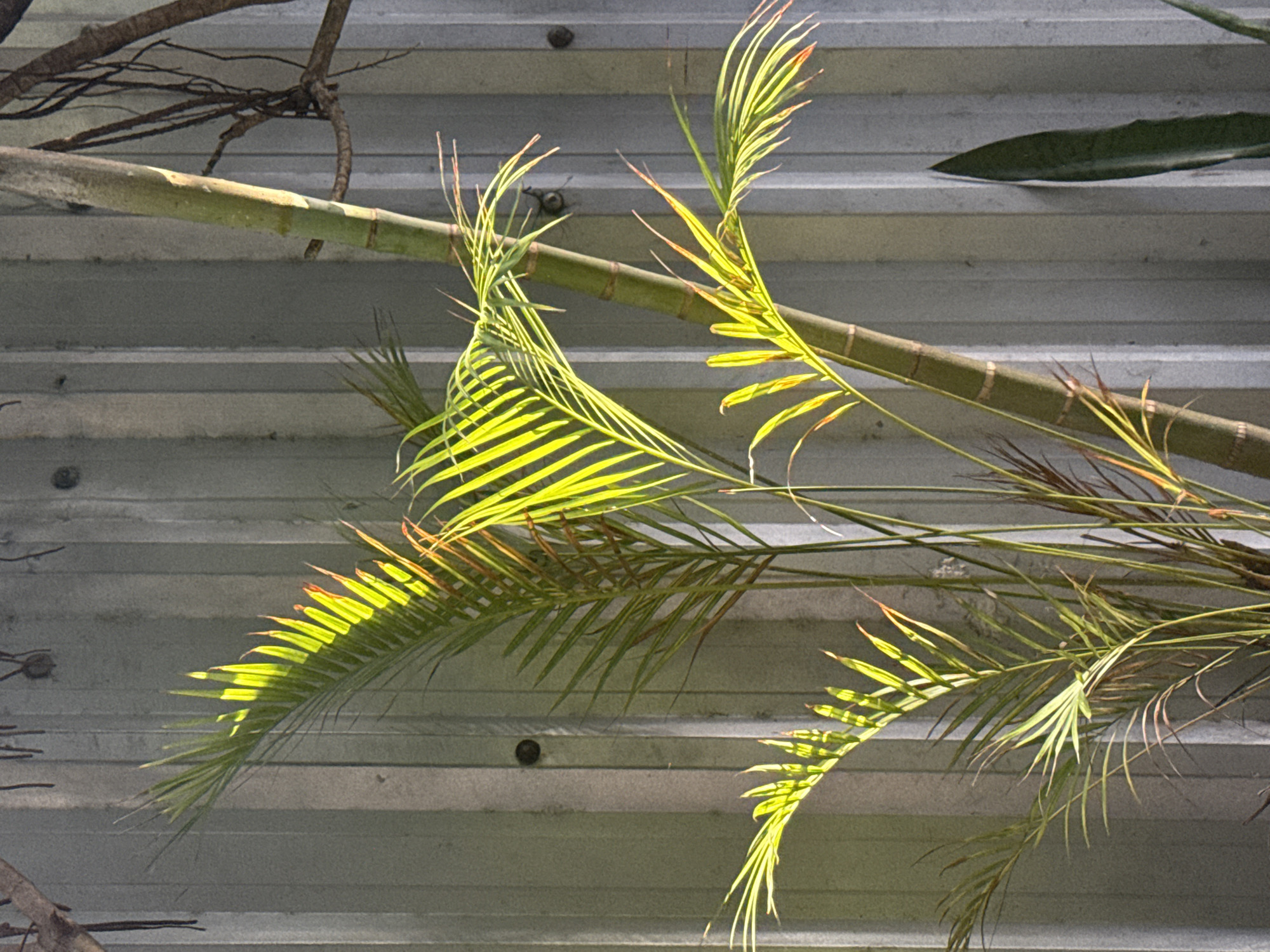 The image depicts a close-up view of palm fronds and a bamboo-like stalk set against a corrugated metal wall. The fronds are a vibrant green, some catching the sunlight and appearing almost translucent, while others show hints of reddish-brown at their tips. The bamboo stalk is segmented with horizontal rings and has a mottled green and brown color. To the right of the bamboo, a dark green, sword-shaped leaf of a snake plant is visible, its tip disappearing off the bottom edge of the frame. The corrugated metal wall behind the plants is light gray with vertical ridges, suggesting an outdoor or semi-outdoor setting. The overall lighting indicates a sunny day, with strong highlights and shadows. No people or specific landmarks of Arraial Do Cabo, Brazil, are discernible in this image; it focuses solely on the botanical elements and the textured background.