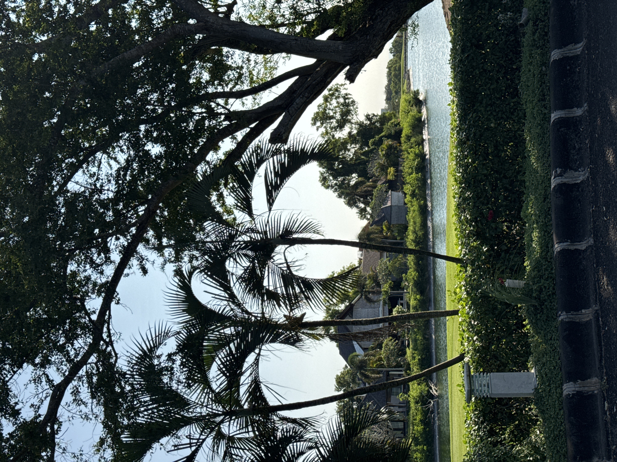 The image depicts an outdoor scene, likely in Kuta Selatan, Indonesia, although there is no definitive confirmation of location within the image itself. The view is from a slightly elevated position, looking across a body of water towards residential structures nestled among lush greenery.
In the foreground, there are palm trees and the branches of a large, leafy tree, partially obscuring the sky. The midground features a channel of water, bordered by manicured hedges and grass. Several houses are visible on the far side of the water, partially hidden by trees and shrubs.
Along the right edge of the image is a grey concrete wall with horizontal accents. A lamppost is visible near the wall.