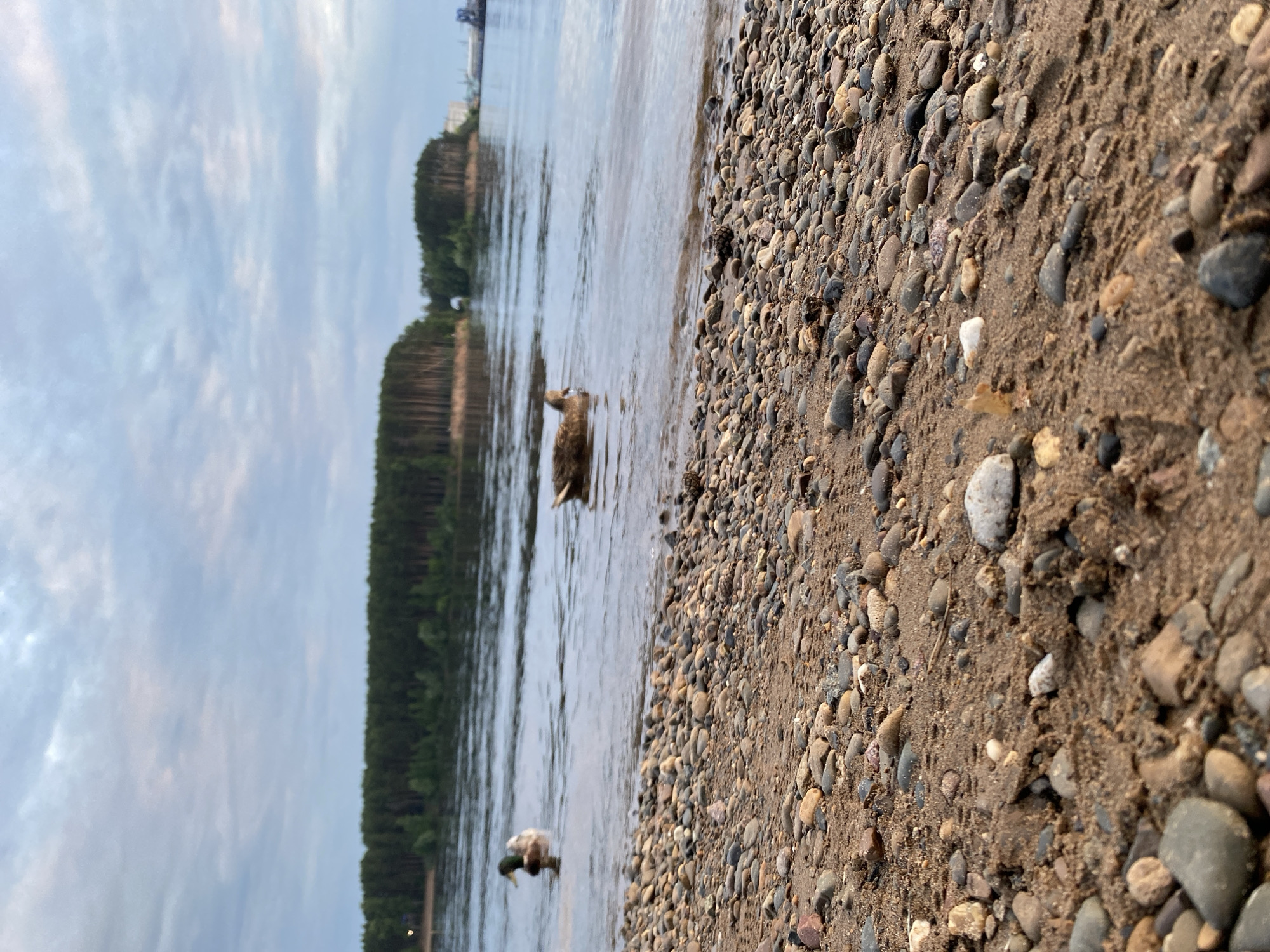 The image depicts a natural scene by the water, featuring a rocky shore in the foreground and a body of water with two ducks swimming. In the background, a dense forest of pine trees lines the opposite bank of the water, with a glimpse of buildings on the far right. The sky above is overcast with soft clouds. This scenery is consistent with the appearance of the Kama River embankment in Chaikovsky, Russia, which is characterized by similar pebbled shores, expansive water, and forested areas. No people are visible in the frame.