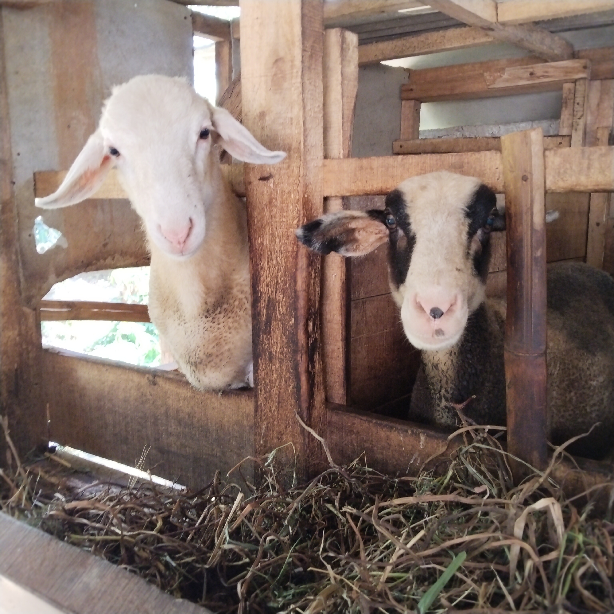 Two sheep are visible in a wooden enclosure, likely a barn or pen, in Pamulihan, Indonesia. The sheep on the left is primarily white with a light pink nose and large ears, its head is close to the camera and it appears to be looking forward. The sheep on the right has a darker face with black markings around its eyes and ears, and a light pink nose with a black spot. This sheep is positioned further back in the enclosure and is also looking towards the camera. The enclosure is constructed of rough-hewn wooden planks and beams. There is dry grass and hay on the floor of the enclosure. Light filters in from the top and sides of the structure, suggesting it is an open-air or partially roofed space.