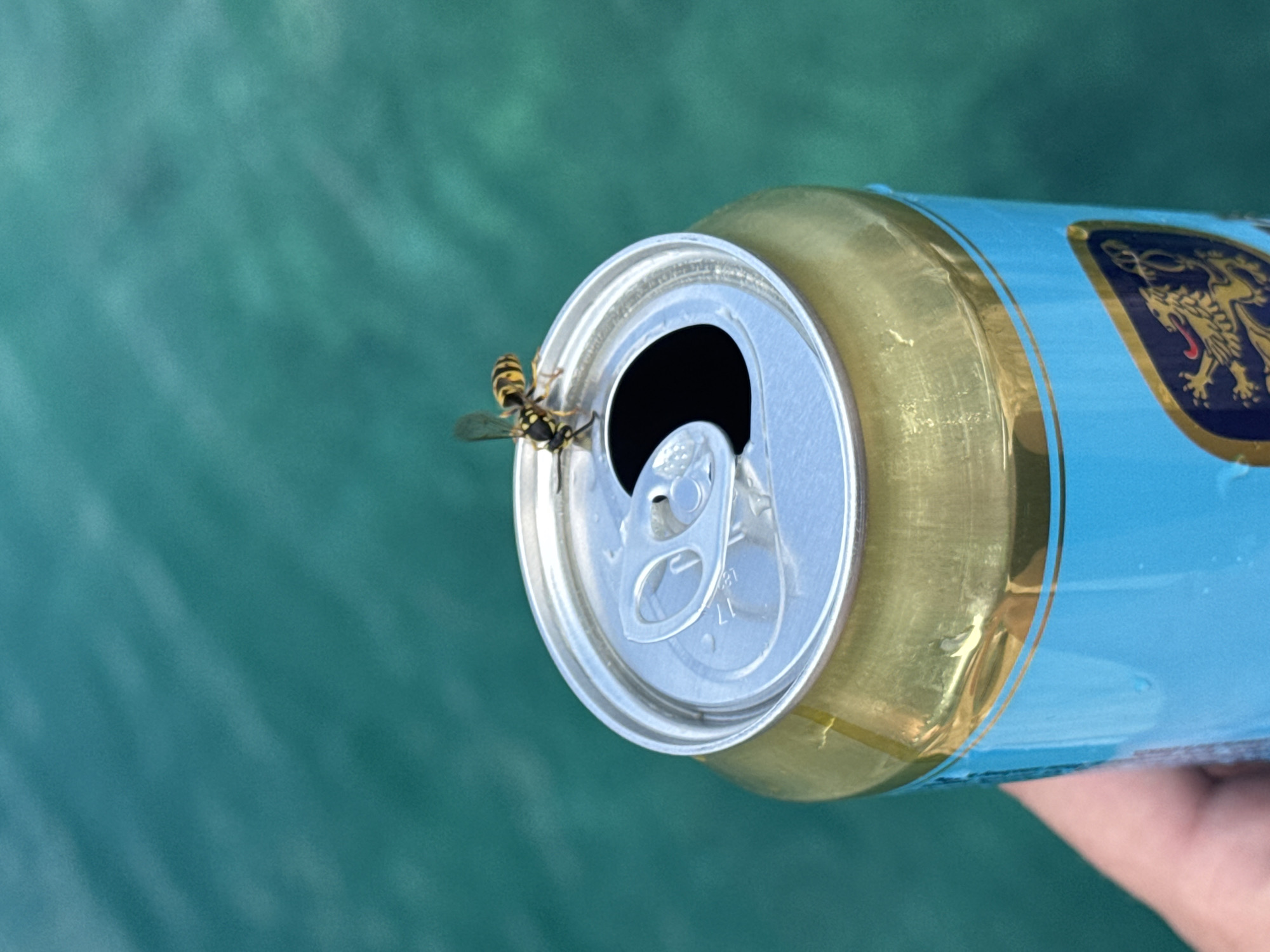 A wasp is perched on the open tab of a light blue aluminum can. The can has a gold band around the top and a dark blue and gold emblem on its side, featuring a mythological creature. The can is held by a hand, partially visible at the bottom right. The background is a blurry, teal-colored surface, likely water, suggesting an outdoor setting. The lighting and the presence of the wasp indicate it might be daytime and warm. The scene is set in Dubraljevina, Montenegro. There is no visible text on the can apart from the emblem.