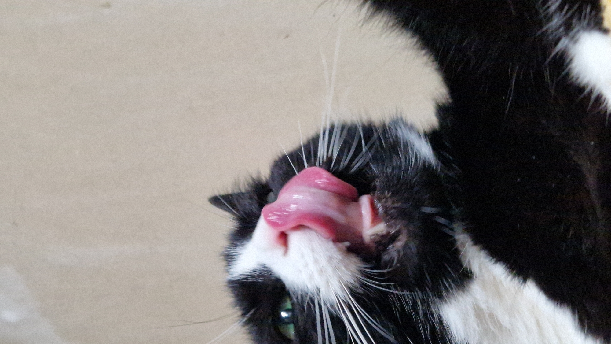 The image shows a close-up, low-angle, vertical shot of a black and white cat licking its nose. The cat has bright green eyes and white whiskers. Its pink tongue is extended, and it appears to be in the process of grooming or tasting something. The background is a plain, light brown or beige surface. The lighting is soft, and there is no indication of the cat's location within the city of Riga, Latvia, or any other specific environment.