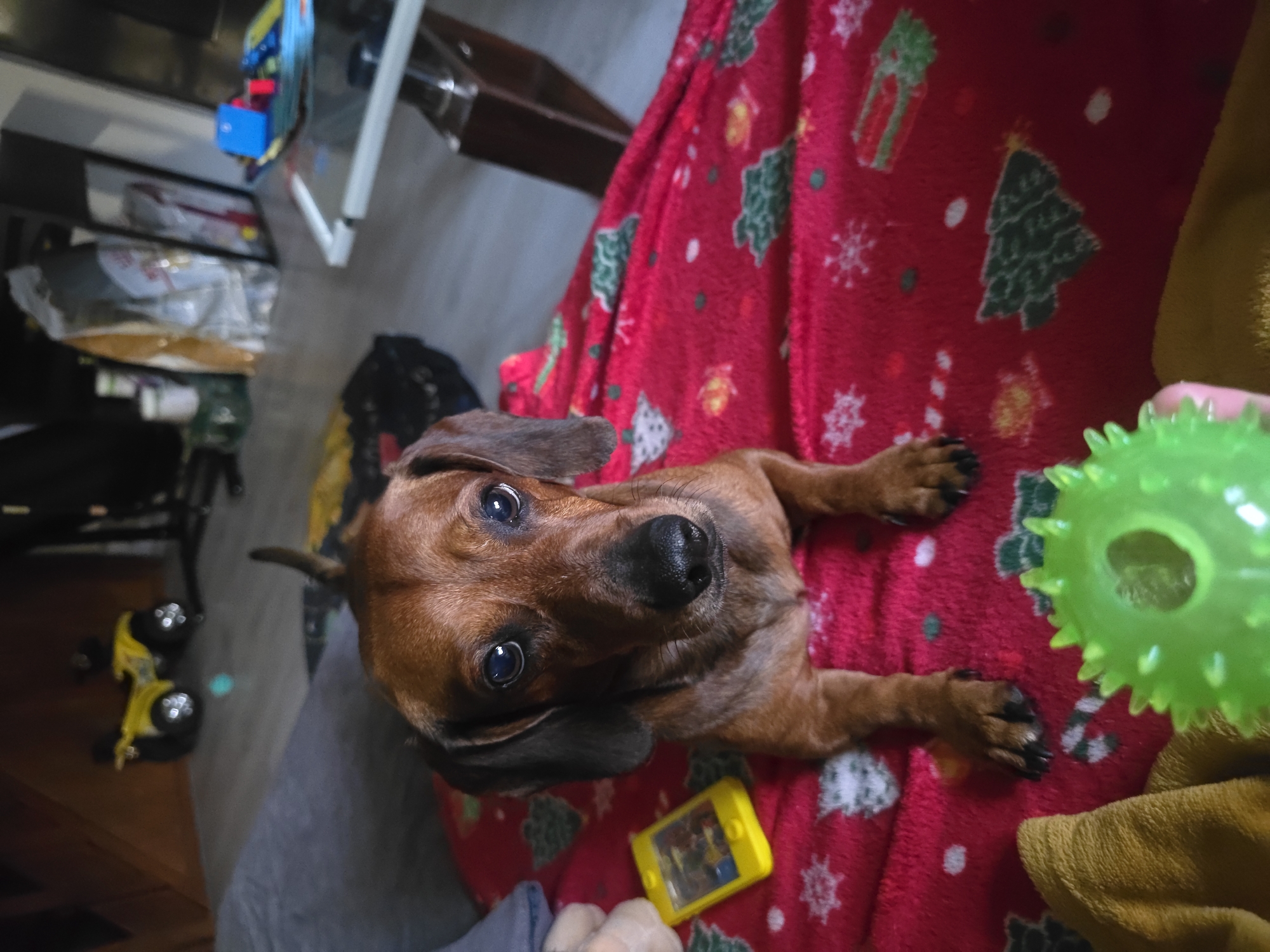 In a dimly lit room, a brown dachshund dog lies on a red blanket adorned with festive Christmas tree patterns. The dog is positioned in the center of the frame, its head turned towards the viewer, with dark, expressive eyes. A small, yellow toy, resembling a miniature phone, rests to the left of the dog. In the foreground, a bright green, spiky toy is partially visible, held by an unseen hand. The background is blurred, suggesting a domestic setting. Behind the dog, other objects like a yellow toy ATV, bags, and a table can be vaguely discerned. This scene is located in Golyanovtsi, Bulgaria.