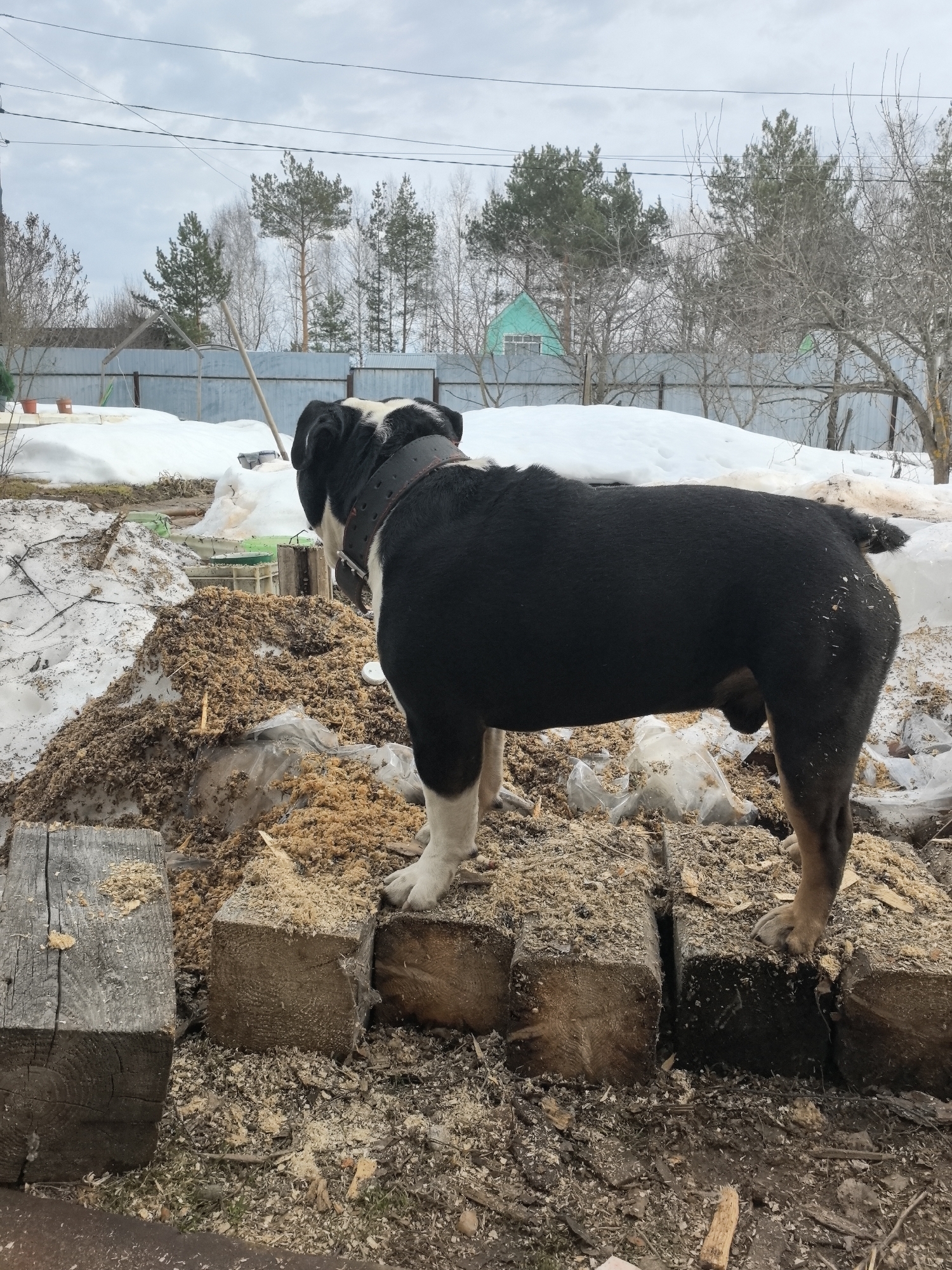 The image depicts a black and white bulldog standing on wooden blocks in a cluttered outdoor environment. The dog is wearing a thick, dark collar. The ground is covered in dirt, sawdust, and wood shavings. In the background, there is melting snow, a metal fence, a green building, and trees. The location is likely Noviy, Russia.