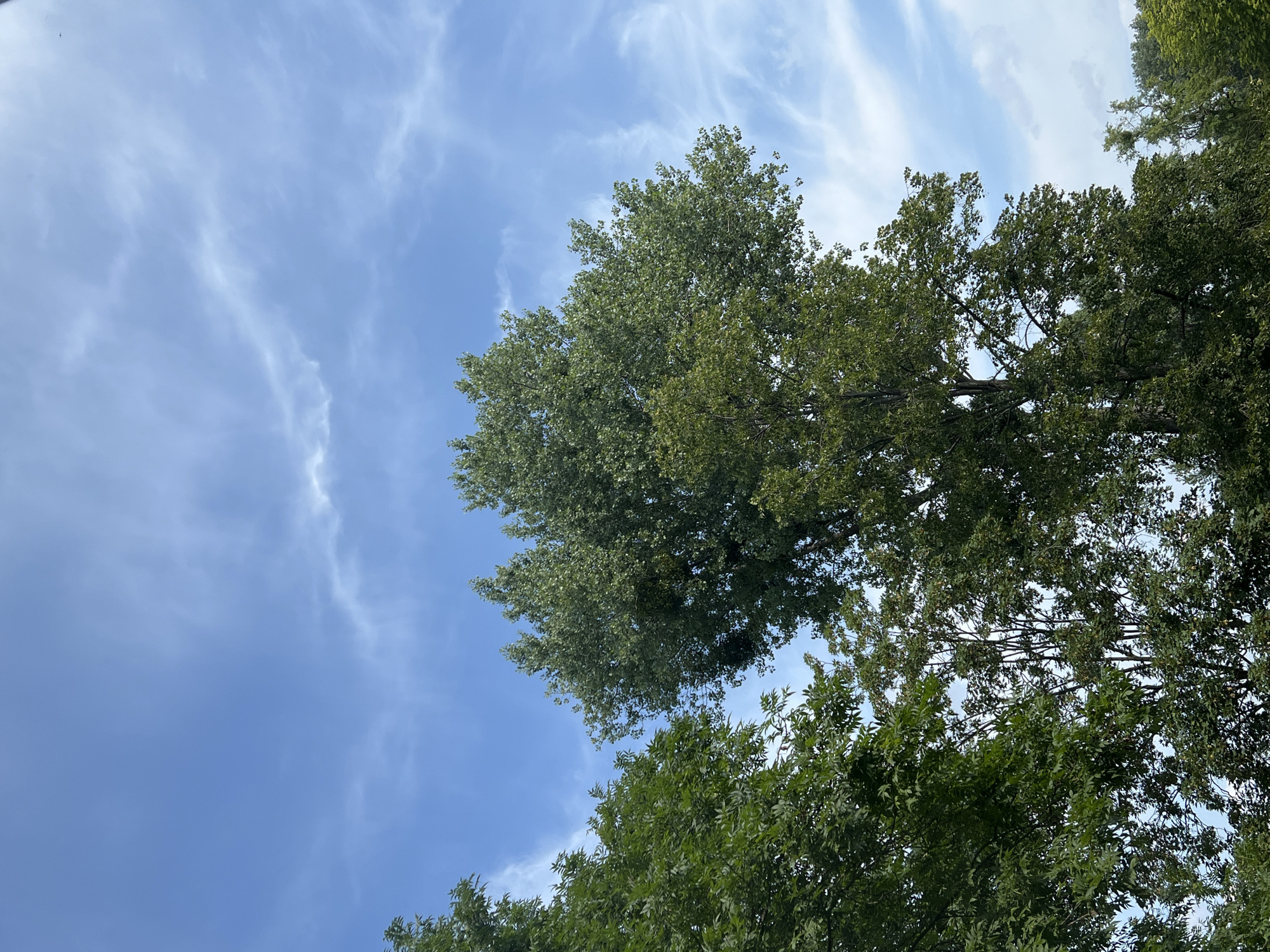 The image shows a view looking up at the sky through the canopy of trees. The sky is blue with wispy white clouds. The trees are lush and green, with dense foliage. The scene appears to be in a park or natural area within the city of Warsaw, Poland. There are no people or animals visible in the image. The overall impression is one of a peaceful, natural setting within an urban environment.