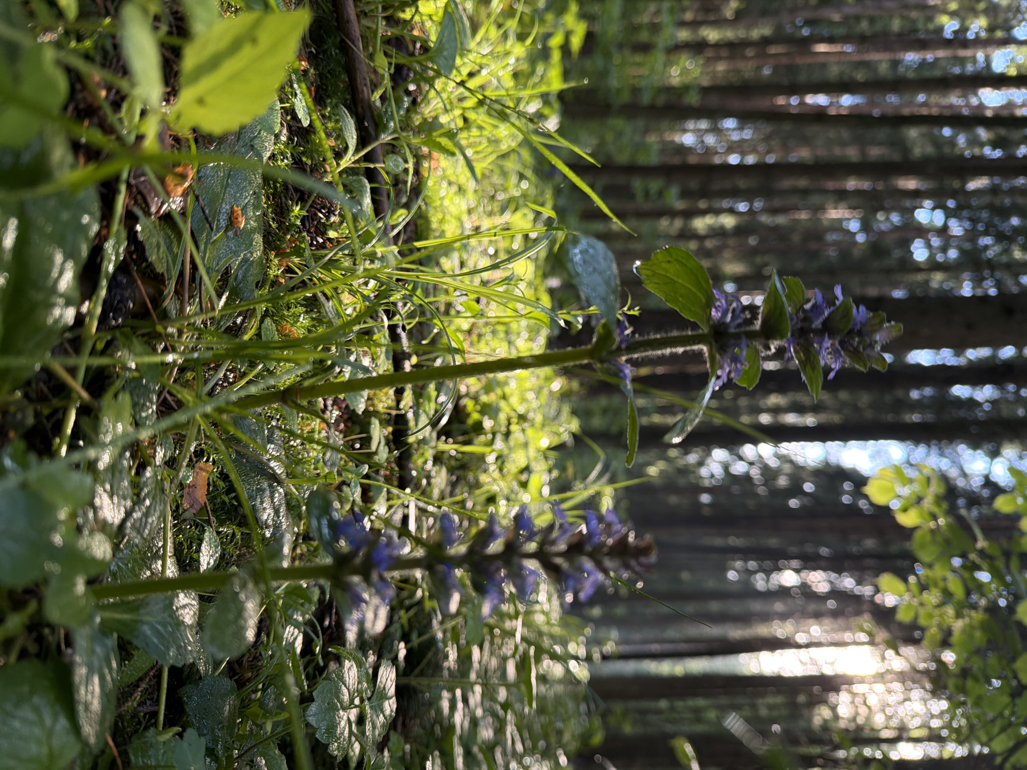 The image shows a low-angle view of a forest floor or undergrowth, likely located in Troitsk, Russia, given the prompt. The foreground is filled with lush green foliage, including grass, leaves, and what appears to be a plant with purple flowers. The vegetation is damp, suggesting recent rain or dew. The background is blurred, but visible through the plants are rows of trees, implying a wooded area. The lighting suggests it is either early morning or late afternoon, with the sun low in the sky, casting a soft glow through the trees. There are no people or animals visible in the image. The overall scene is one of a peaceful, natural environment.