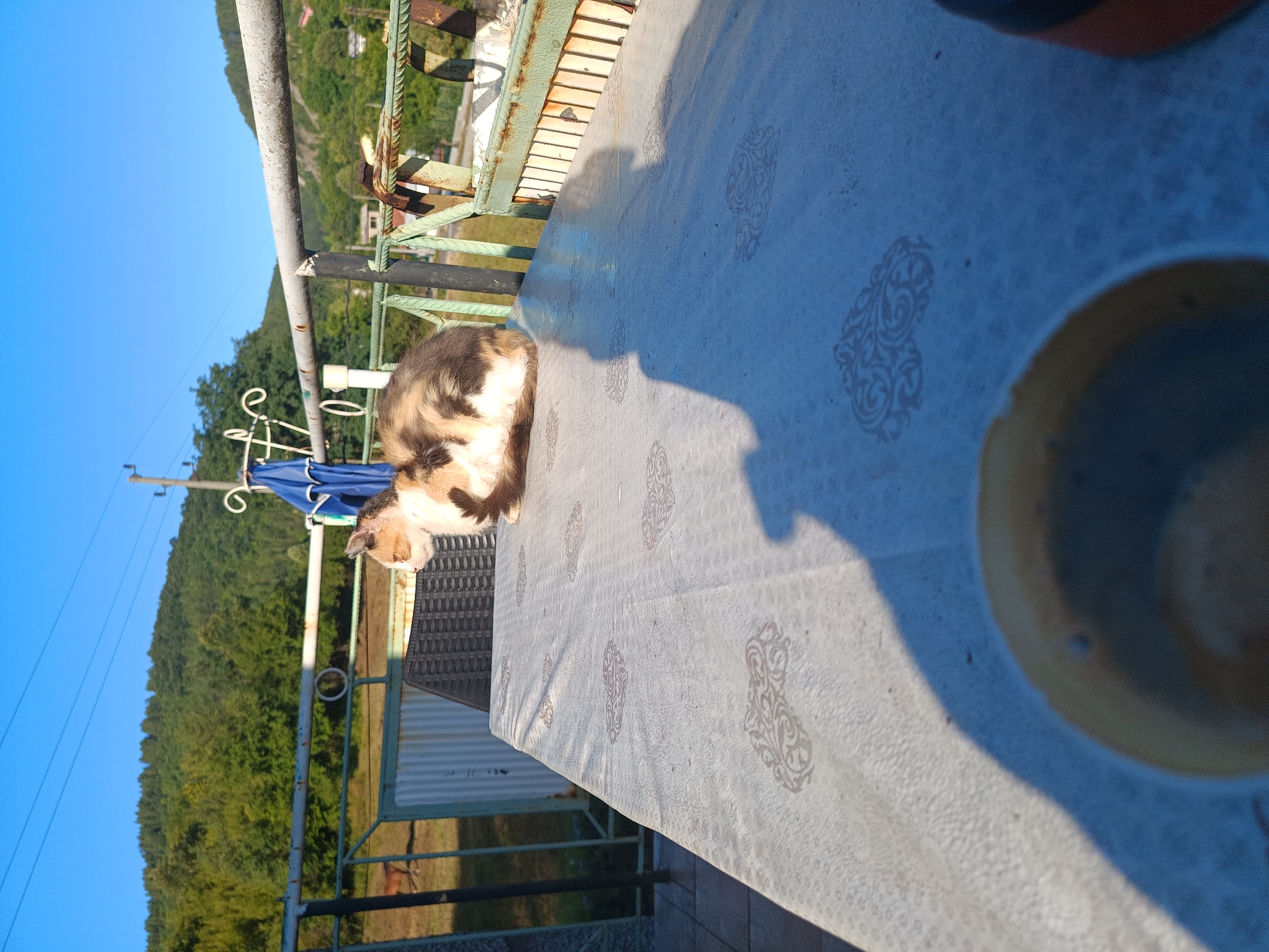 A calico cat sits on a patterned tablecloth covering a table outdoors, with a fence and trees in the background. The scene appears to be in Kralev Dol, Bulgaria, judging by the landscape and rural elements. The cat is facing left, with its body partially visible. The tablecloth has a repeating ornate pattern in a light color. In the background, there is a metal railing and a fence. Beyond the fence, a lush green hillside covered with trees rises under a clear blue sky. The lighting suggests it is daytime, likely morning or afternoon, with a shadow of a person cast across the tablecloth.