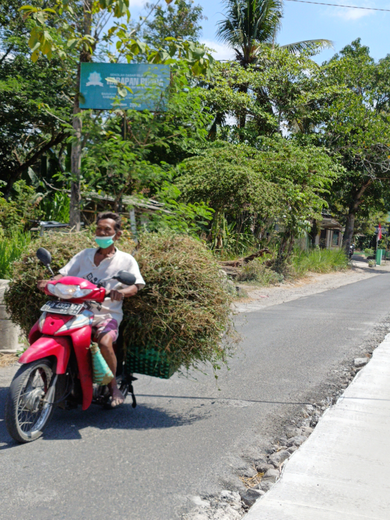 In Nangsri, Indonesia, a man wearing a light-colored shirt, patterned shorts, and a light blue mask rides a red motorcycle loaded with a large bundle of dried grass. The motorcycle has a license plate that reads "B 4323 BJJ 03-25". He is riding on a paved road that is flanked by a concrete sidewalk on the right and overgrown vegetation and trees on the left. A turquoise sign with Indonesian text is visible in the background, hanging from a tree. The sky is partially visible, with some clouds and a few power lines. The scene appears to be in a rural or suburban area.