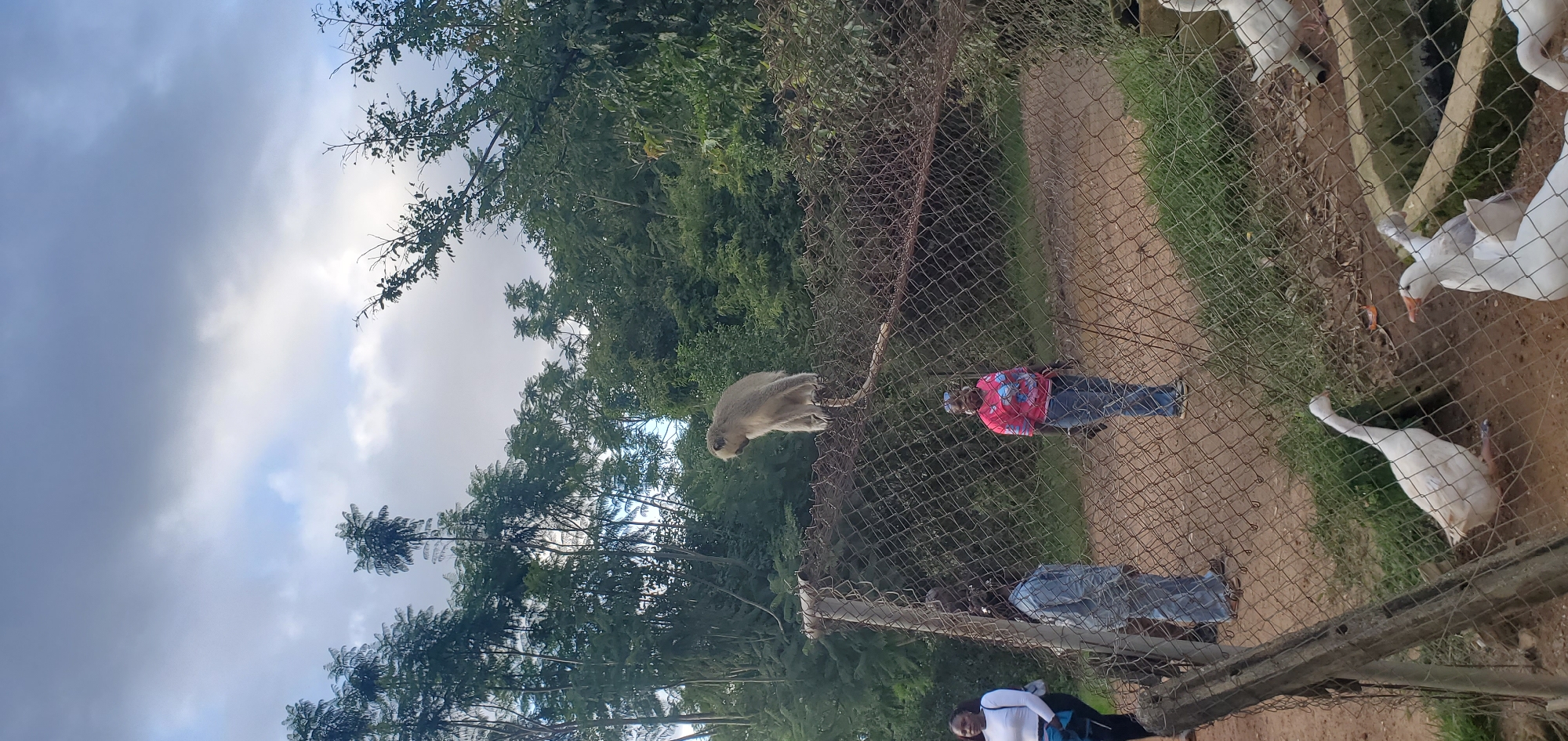 In Jos, Nigeria, at what appears to be a wildlife enclosure or park, a vervet monkey is perched on a wire fence, looking downwards. Three individuals, two women and one person whose gender is not definitively discernible, are visible behind the fence. One woman, wearing a white long-sleeved shirt and dark pants, stands to the left. Another person, dressed in a denim-like material, stands in the center. A third person, in a pink t-shirt with a graphic design and blue jeans, is positioned to the right. In the foreground, through the wire mesh fence, several white geese are present, with one goose in the process of drinking water from a shallow pool or trough. The environment is characterized by lush green trees and foliage forming a dense backdrop, under a cloudy sky. The ground appears to be dirt or gravel.