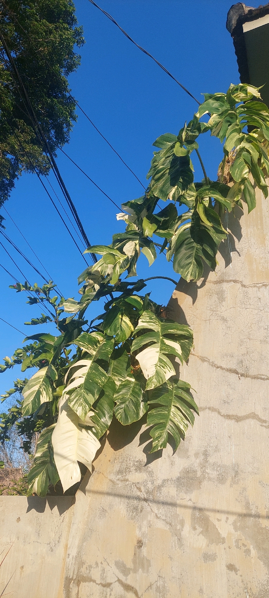 A variegated Monstera plant with large, split leaves, predominantly green with white variegation, grows against a textured, concrete wall. The wall appears aged with some cracking and discoloration. Above, black electrical wires crisscross against a clear, vibrant blue sky. To the upper left, the dense green foliage of a mature tree is visible. The lighting suggests it is daytime, with shadows cast by the plant and wires onto the wall. The scene depicts an outdoor urban or semi-urban environment in Lumajang, Indonesia, likely a residential area or along a street given the presence of electrical wires and the style of the wall. There are no people or animals visible in the image.