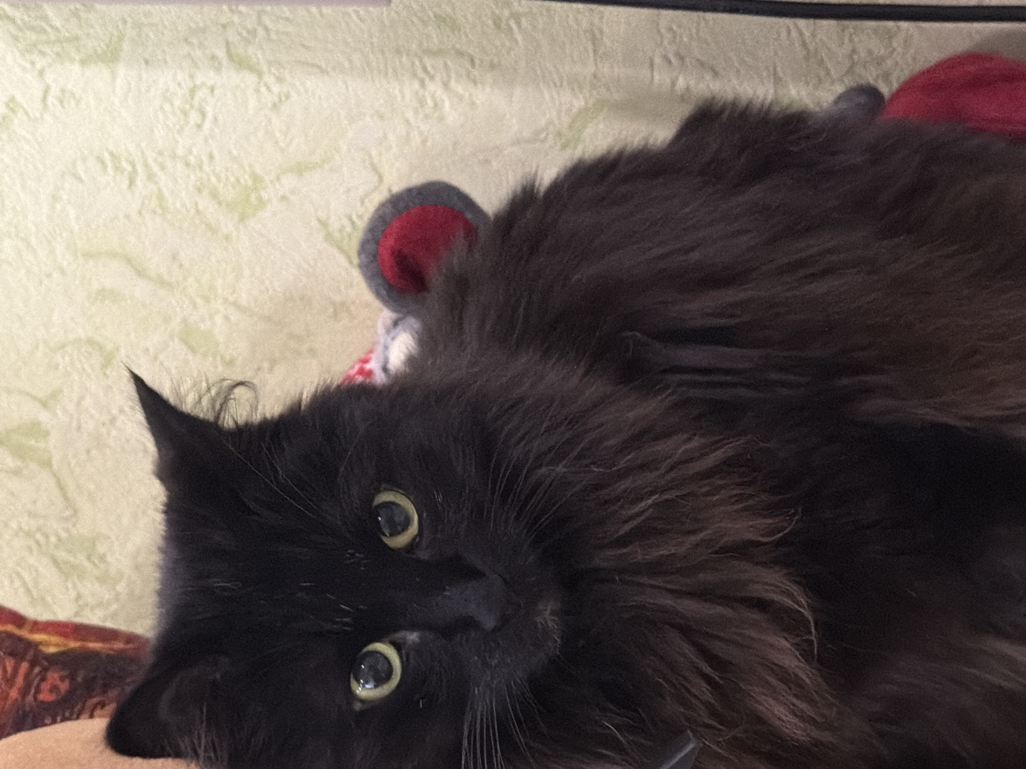 A medium shot, waist-up, portrait of a long-haired black cat is presented. The cat is facing directly towards the camera, with its head tilted slightly. Its eyes are wide and yellow. The background consists of a textured, pale green wallpaper. On the left side of the image, part of a person's arm and shoulder is visible, adorned with a red and brown patterned fabric. Around the cat's neck is a gray and red circular object, possibly a toy. The cat appears to be indoors. This image was taken in Petropavlovsk-Kamchatsky, Russia.