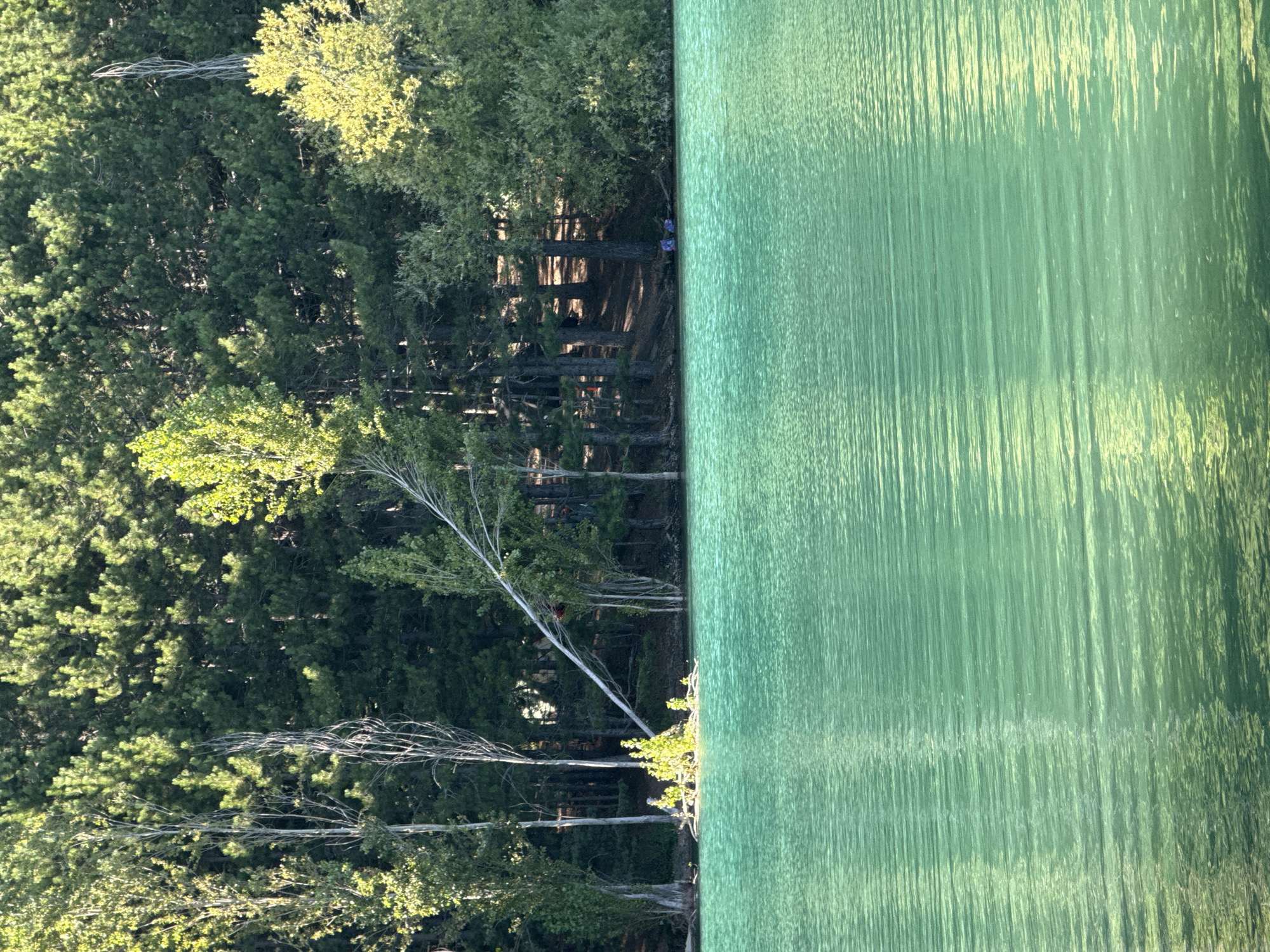This is a scenic photograph of a body of water with a forest in the background. The water is a vibrant turquoise green and appears calm with small ripples reflecting the sunlight. Along the shoreline, a dense forest of green trees, primarily coniferous with some deciduous trees, forms a natural backdrop. A few bare, slender trees stand out among the foliage. A fallen tree trunk extends from the shoreline into the water at an angle. In the distance, a small cluster of trees and vegetation emerges from the water. Further along the shore, two individuals, one wearing a purple shirt and the other a blue shirt, are seated on the ground near the water's edge, with a blue bag beside them. The sunlight casts shadows and highlights on the trees and water, suggesting it is daytime. The image does not provide any specific details about the city of Zaprudnoe, Ukraine, and its context within that location.