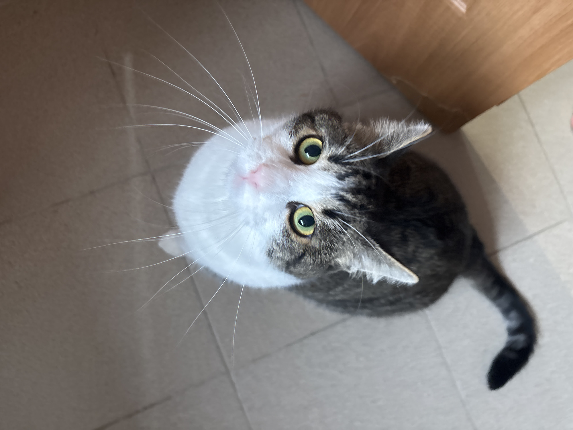 A top-down, high-angle shot captures a domestic cat with tabby markings and white fur looking upwards. The cat is positioned on a light-colored tiled floor, with a wooden surface visible in the upper right quadrant of the image. The cat's bright green eyes are prominent, and its whiskers fan out. A dark, striped tail curves downwards on the right side of the frame. The scene appears to be indoors, in a residential setting. No specific landmarks or context for Kapyĺ, Belarus are discernible from the image itself.