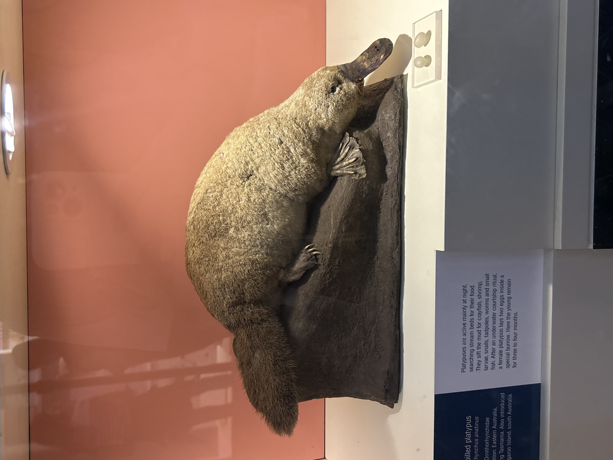 The image shows a taxidermied platypus on display at a museum. The platypus is positioned on a dark, rocky base, with its body arching over the rock. Its distinctive bill, webbed feet, and furry tail are visible. To the right of the platypus, there are two small, egg-like objects in a clear display case. A informational placard is visible in the lower left and lower right of the image, providing details about the platypus. The background consists of a salmon-colored wall and a white surface below the display. The lighting appears to be from above, with reflections visible on the wall. There are no people visible in the image, and no specific London landmarks are identifiable.