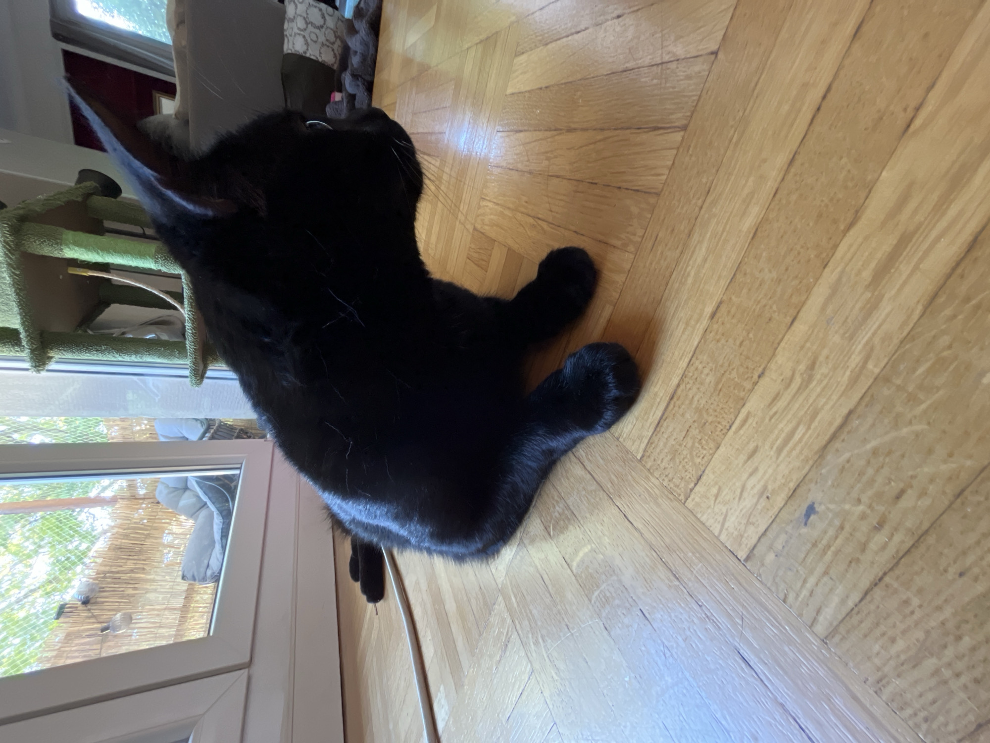 A black cat is sitting on a wooden floor in a residential setting. The cat is positioned in the lower right portion of the frame, facing to the right and slightly upwards. Its body is mostly visible, with its tail curled around its hind legs and its ears pointed upwards. The wooden floor is made of parquet flooring with a visible grain and texture. In the background, a large window with a view of outdoor greenery and a balcony is visible on the left. A cat tree with green carpeting and a hammock is also present in the background, to the right of the window. The lighting suggests an indoor environment with natural light coming from the window. The scene appears to be a domestic interior. The location is not specified in the image, but if this image were in L'Haÿ-les-Roses, France, it would depict a common scene within a house or apartment in that city.