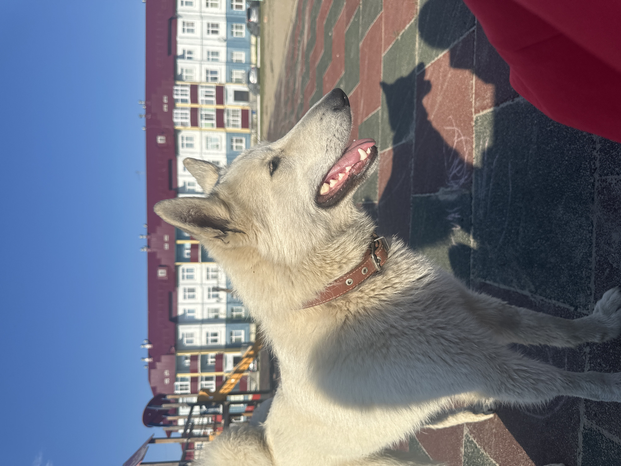 A medium shot depicts a white dog sitting on a paved surface, its head tilted upward with its mouth open. The dog is wearing a brown leather collar. Behind the dog is a multi-story building with alternating blue, white, and red panels. The sky is blue. There is a playground visible in the background. The scene is illuminated by sunlight. A shadow of the dog's head is cast on the paving stone to the right. The location is Высокий, Russia.
