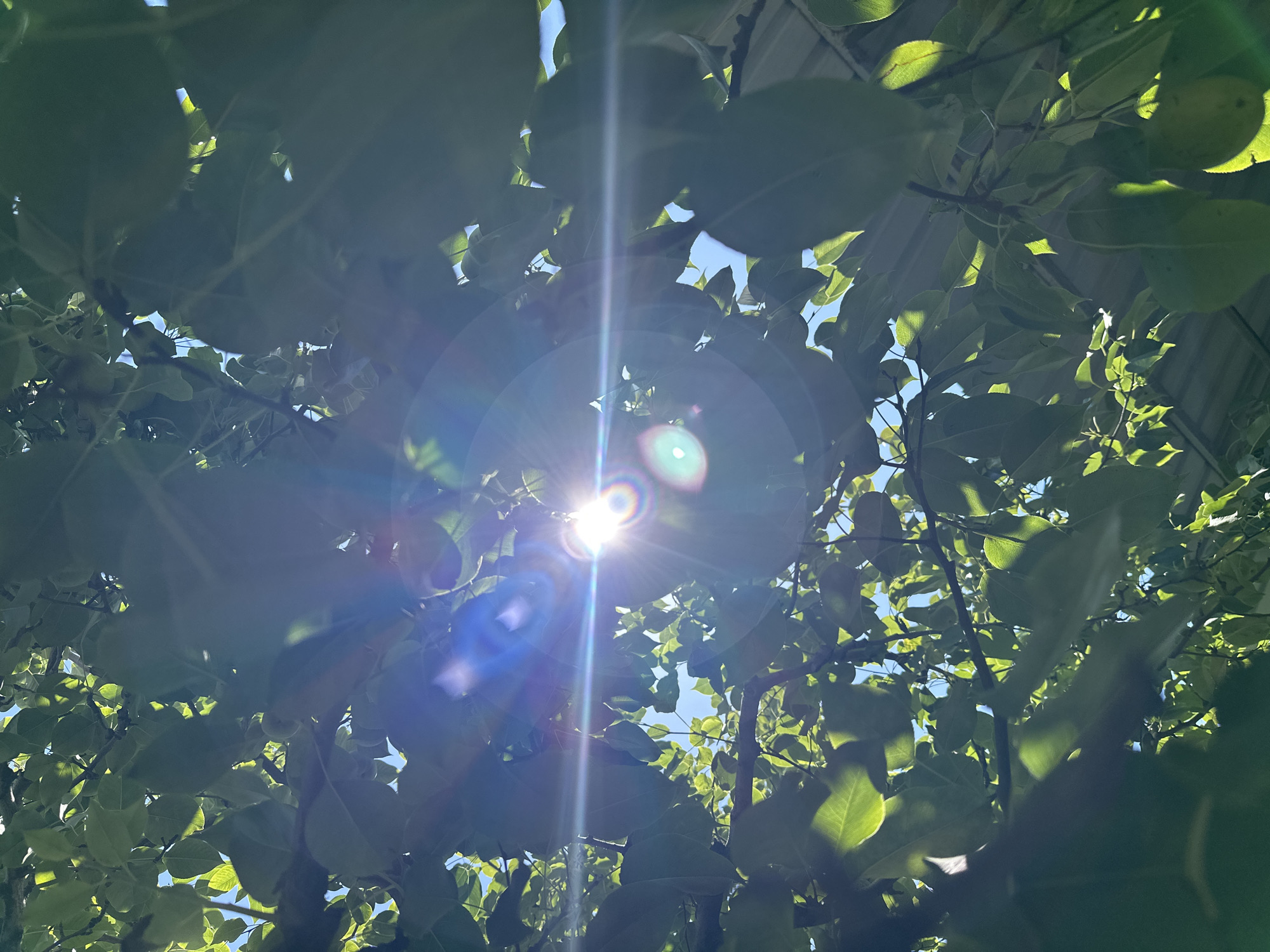 The image displays a close-up view from below, looking up through the dense green foliage of a tree. The sun is bright and positioned centrally, creating a lens flare with distinct concentric circles and a horizontal streak of light. Sunlight pierces through the leaves, illuminating them from behind and casting shadows, giving a dappled effect. The sky is a clear, light blue, visible in the gaps between the leaves. Hints of what appear to be small, unripe fruits are present on some branches. In the background, a section of a corrugated roof structure is visible, suggesting an outdoor setting, possibly in a residential area. The overall impression is that of a sunny day in a location like Bosteri, Kyrgyzstan, where trees are common and outdoor living is prevalent. No people are present in the image.