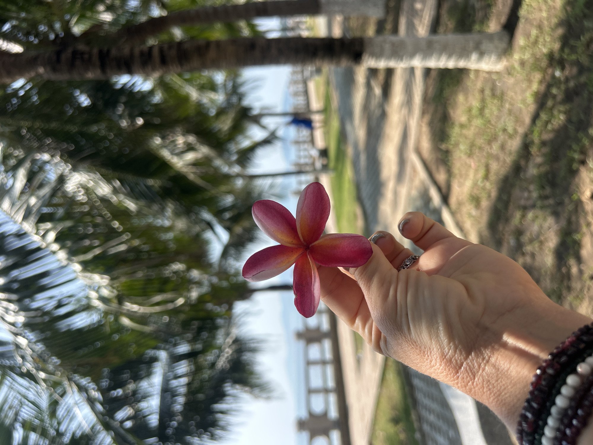 A hand, presumably female, holds a vibrant plumeria (frangipani) flower against a tropical, out-of-focus background. The flower features petals that transition from deep pink at the edges to a lighter pink and yellow/orange hue towards its center. The hand is manicured with silver/grey nail polish and wears a ring on the fourth finger. Beaded bracelets, consisting of dark red/brown and white beads, adorn the wrist.
The setting appears to be outdoors in a sunny, tropical environment, likely Bắc Nha Trang, Vietnam, as indicated by the location context. Tall palm trees, heavily blurred, dominate the mid-ground and foreground, creating soft bokeh effects. In the distant background, a body of water, likely the ocean, is visible under a bright sky. Structures resembling fences or railings line the water's edge, and a paved pathway or ground area runs alongside. Long shadows are cast across the ground, suggesting either early morning or late afternoon light. The overall mood conveyed is one of tranquility and appreciation for natural beauty. There is no visible text in the image.