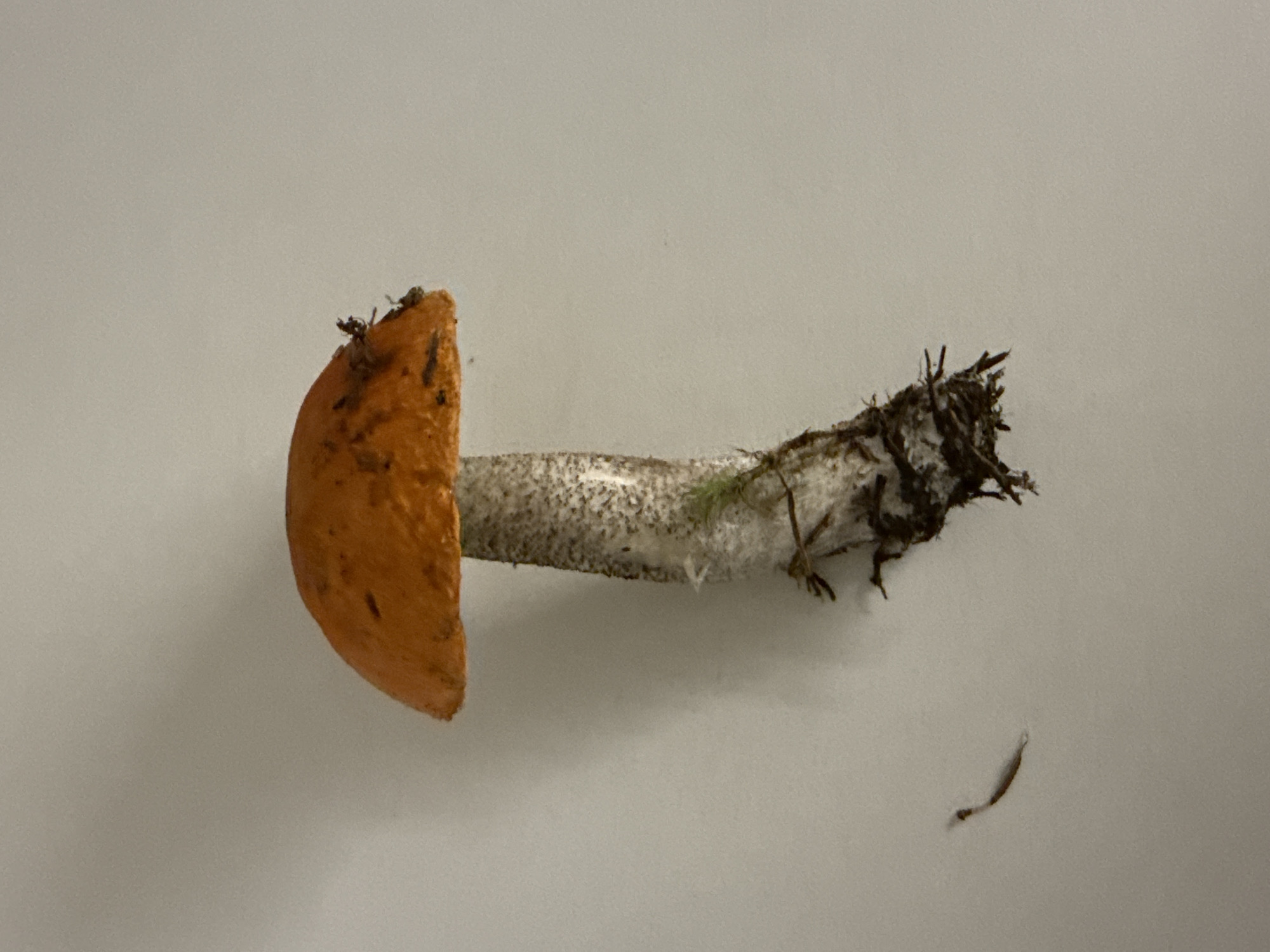 A single mushroom with an orange cap and a speckled white stem is shown against a plain, light-colored background. The mushroom is upright, with the stem showing some dirt and root-like structures at its base. A small, dark, elongated object, possibly an insect or debris, is visible to the left of the mushroom. The lighting is soft, casting a subtle shadow to the right of the mushroom. There is no indication of a specific location within the city of Vologda, Russia, or any people, actions, or interactions.