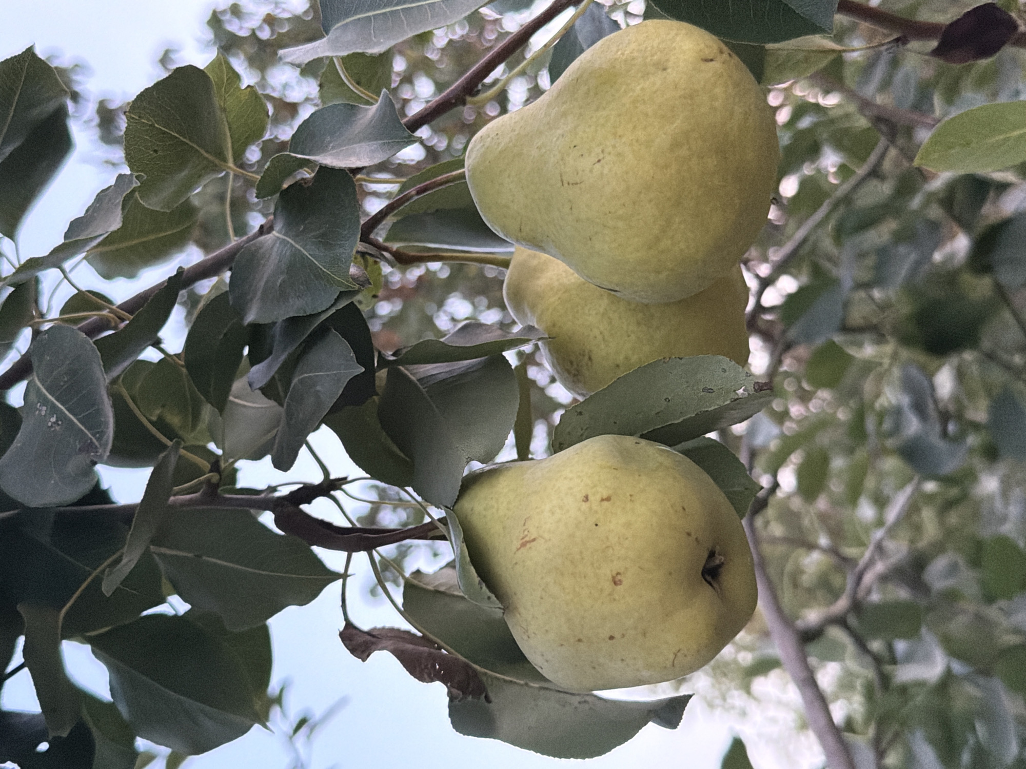A close-up, low-angle outdoor shot depicts a cluster of three pale yellow pears hanging from a tree branch. The pears are slightly uneven in shape, with subtle reddish speckles on their surfaces. Green leaves surround the fruit, some of which are partially obscuring the pears. The background is softly blurred, showing more foliage and the pale blue of the sky. The image appears to have been taken in an orchard or garden setting, possibly in Sabirabad, Azerbaijan, given the context provided, though there are no specific landmarks or human elements to confirm this location. The focus is sharp on the pears and surrounding leaves, with a shallow depth of field.