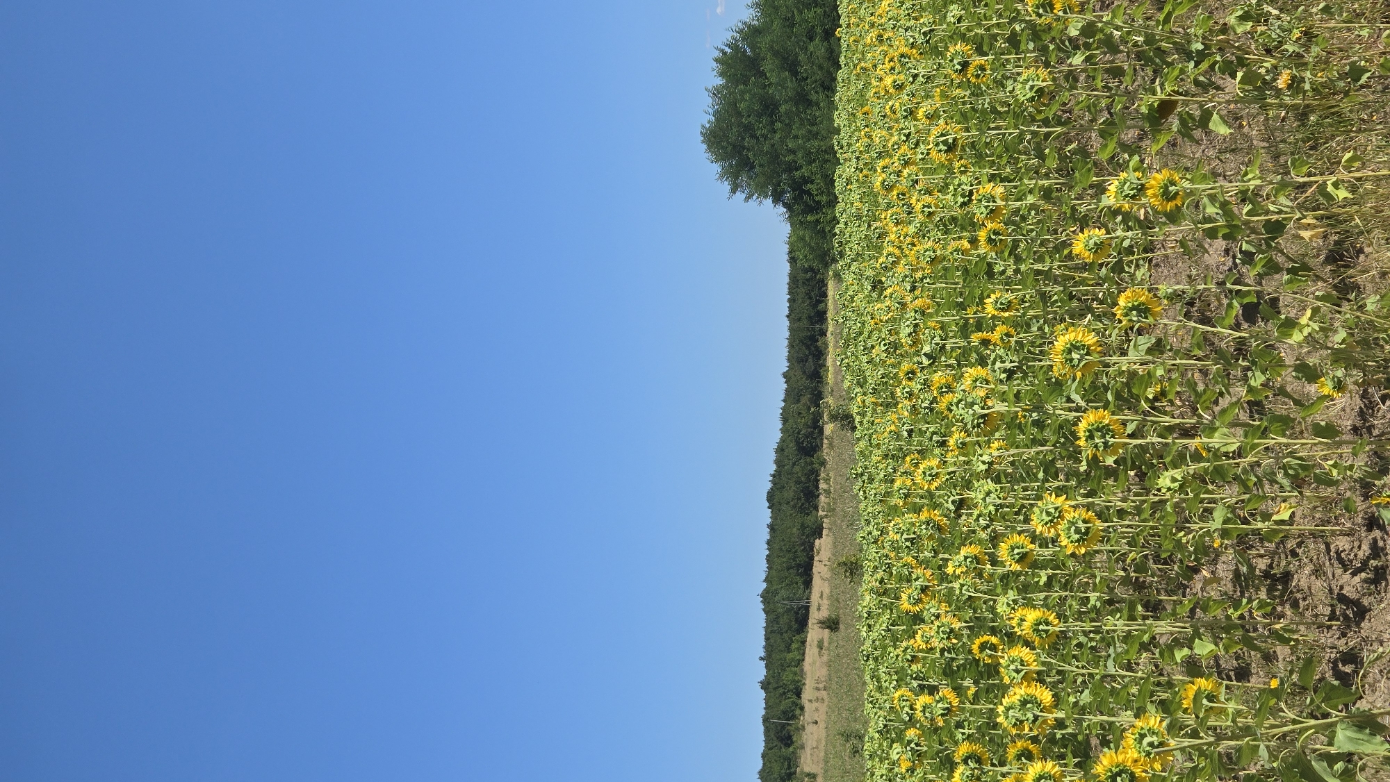 The image depicts a vast field of sunflowers under a clear, bright blue sky. The sunflowers are densely packed, with many of their faces turned away from the camera, showing their undersides and stalks. In the background, a line of dark green trees forms a natural border, with a larger, bushier tree on the right side of the frame. The ground in the foreground appears dry and cracked, with some sparse, dry grass. The scene is set in the village of Bălănești, Moldova, during daylight hours, likely on a warm, sunny day. There are no people or animals visible in the image.