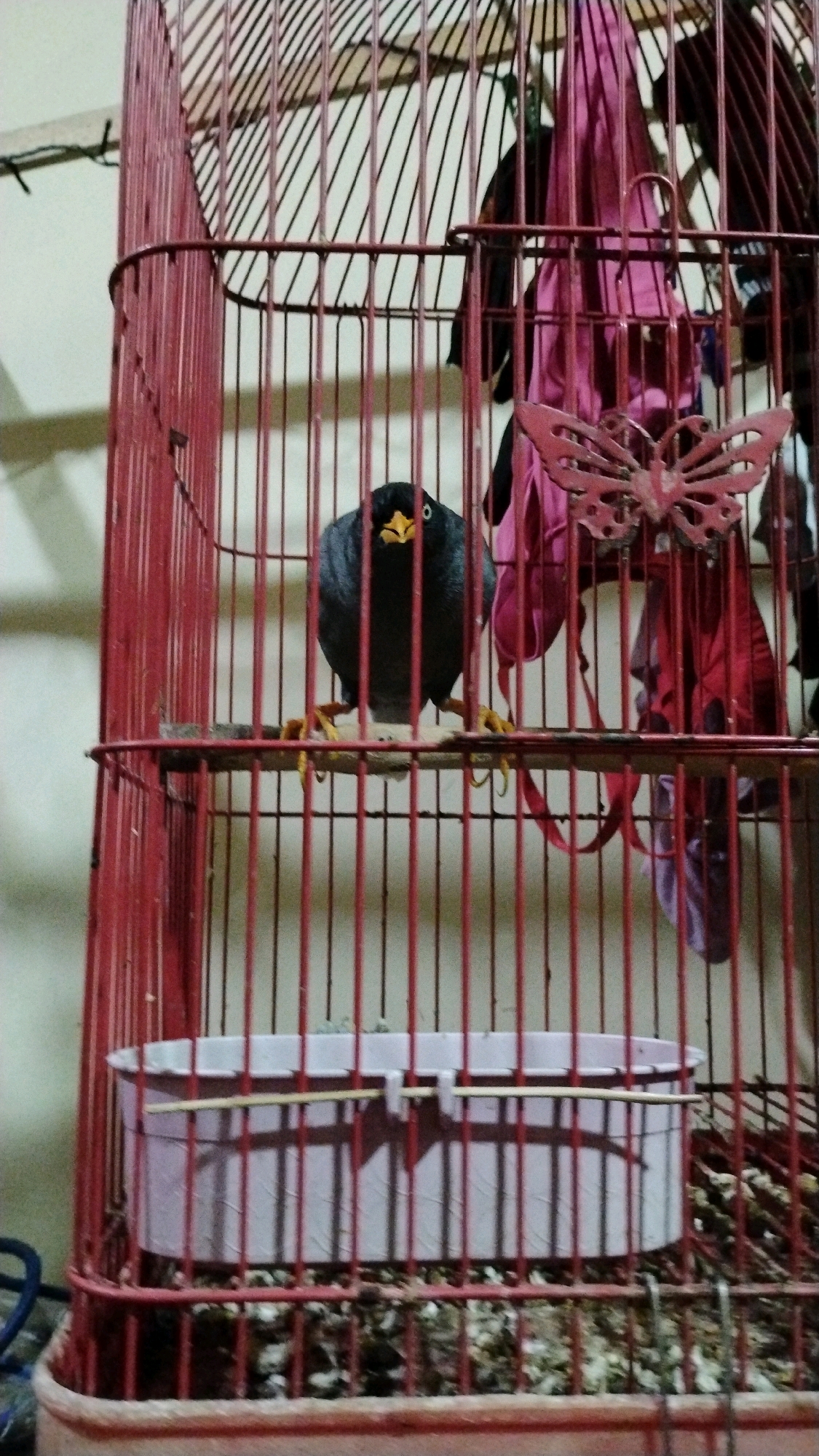 A dark grey bird with a yellow beak stands on a perch inside a red metal birdcage. The birdcage contains a pink food or water dish and some debris on the floor. Various pink and red cloth items and a decorative butterfly are hanging inside the cage, above the bird. The background is a plain, light-colored wall. This scene is located in West Jakarta, Indonesia.