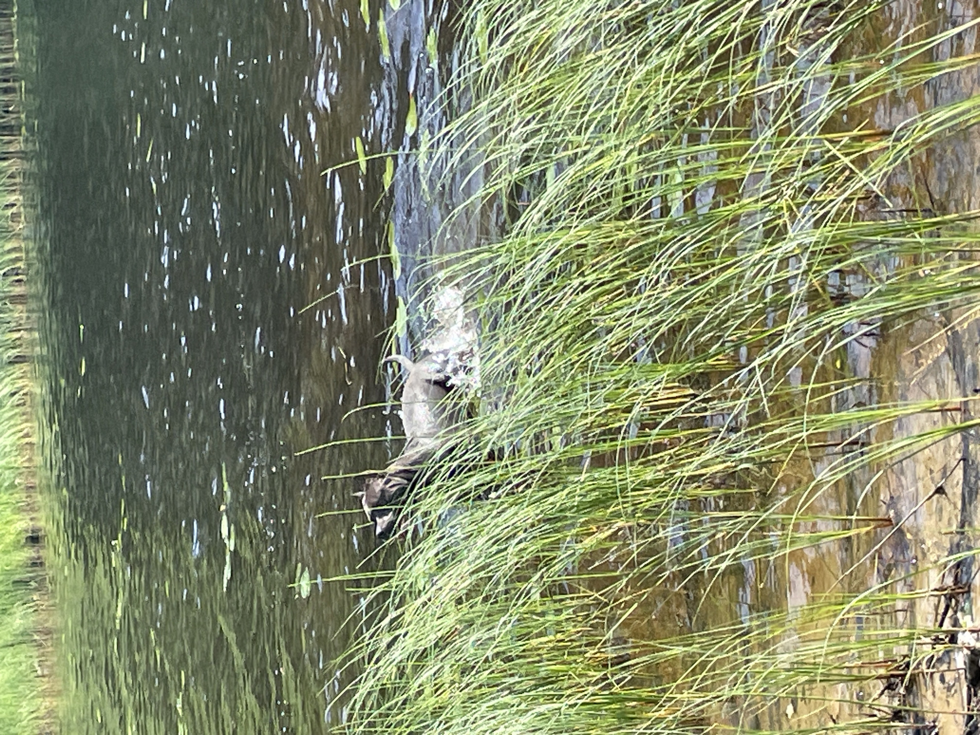 A medium-sized, dark-colored dog is swimming in murky, shallow water. The dog is partially submerged, with its head and back visible above the water's surface. Water is splashing around the dog as it paddles. Tall, green reeds line the edge of the water in the foreground and background, obscuring parts of the scene. The water has a greenish-brown tint and a rippled surface, with some small green lily pads scattered across it. The lighting suggests it is daytime, with sunlight glinting off the water. The location is identified as Roshchino, Russia.