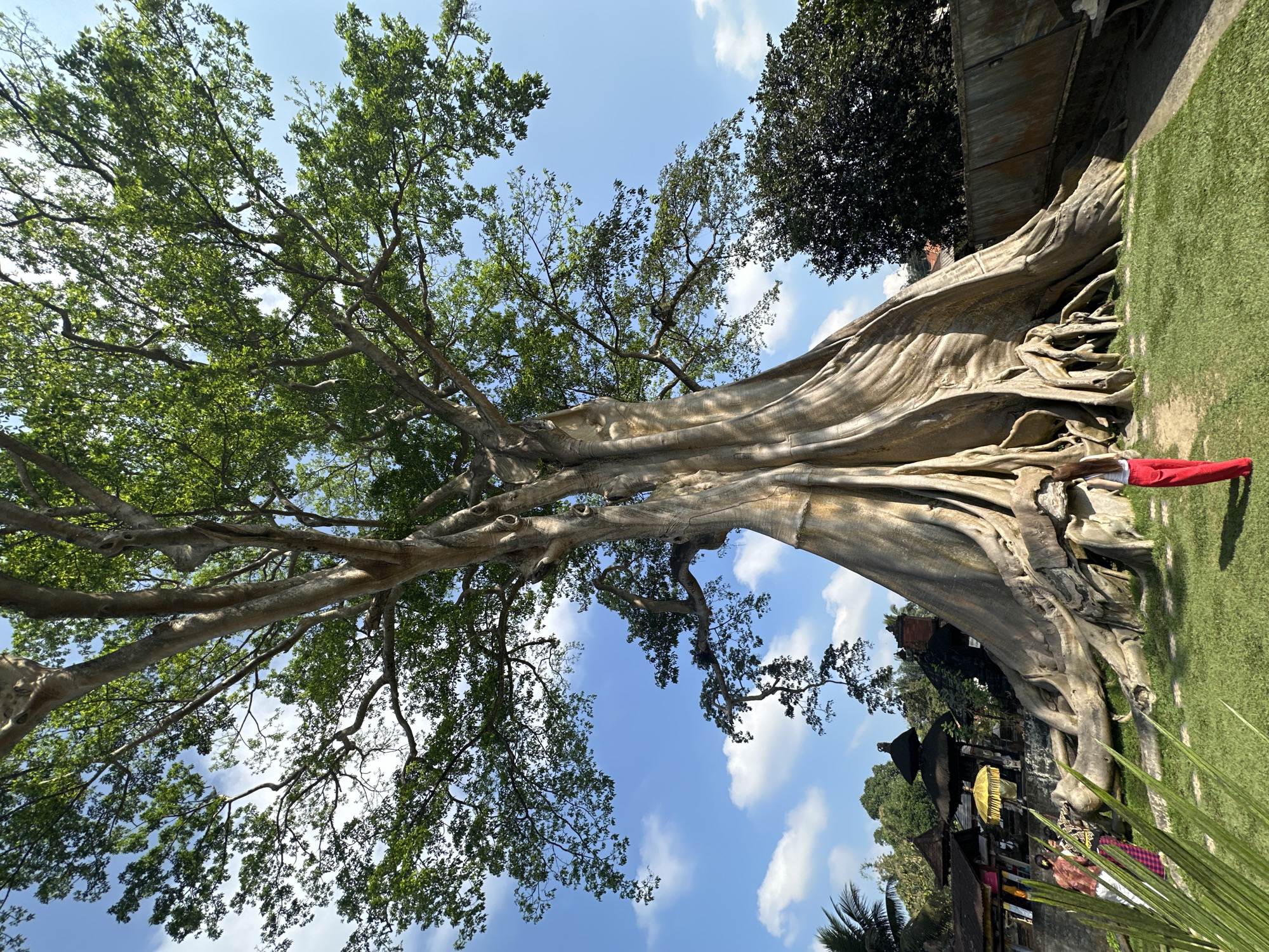 An extremely large, ancient tree with a massive, gnarled trunk and exposed root system stands in a grassy area. The tree has a broad canopy of green leaves, and its trunk is textured and weathered, with visible buttress roots extending outwards. The sky above is a bright blue with scattered white clouds. To the left of the tree, there are several traditional Balinese structures with thatched roofs, some decorated with ornate carvings and a yellow umbrella. Two people, one wearing a pink top and sarong and another in a patterned top and sarong, are standing near these structures. In the foreground, a person wearing a white top and red pants stands facing away from the camera, looking towards the tree. To the right of the tree, a dark, dense tree is visible, and behind it, a corrugated metal fence. The ground is covered in green grass, with a pathway leading towards the tree. The overall scene is bathed in sunlight, suggesting a clear, bright day. This is the Beringin Sakti tree located in Marga, Bali, Indonesia.