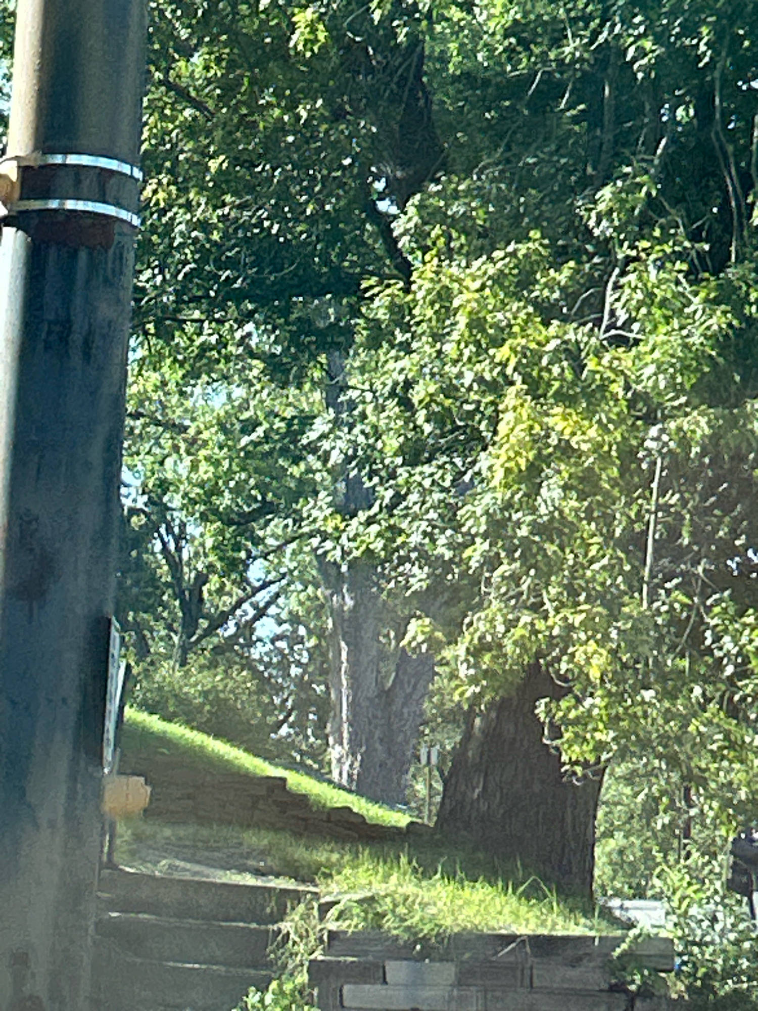 The image shows a sloped area with stone steps leading upwards, partially obscured by lush green trees. A dark, cylindrical pole with metal bands is visible on the left side of the frame. The background consists of dense foliage and tree trunks, suggesting an outdoor, possibly park-like setting. The lighting indicates it is daytime, with sunlight filtering through the leaves. The scene is static, with no people or discernible activity. The location is not identifiable as Pittsburgh, United States of America.
