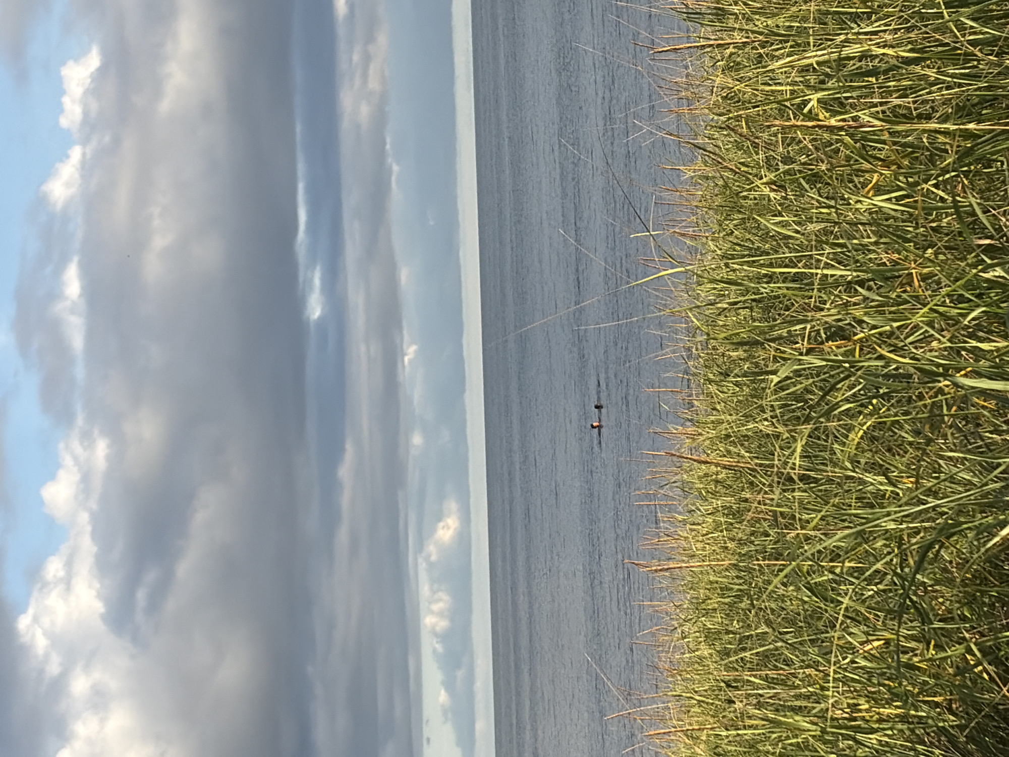 The image depicts a natural outdoor scene. In the foreground, tall, green grass dominates the lower portion of the frame. Beyond the grass, a large body of calm, dark blue water stretches to the horizon. Two individuals are visible in the water, appearing to be swimming or wading. The sky above is partly cloudy, with a mix of dark gray and lighter white clouds against a pale blue background. The overall impression is a serene, possibly coastal, environment. The location is not discernible from the image itself.