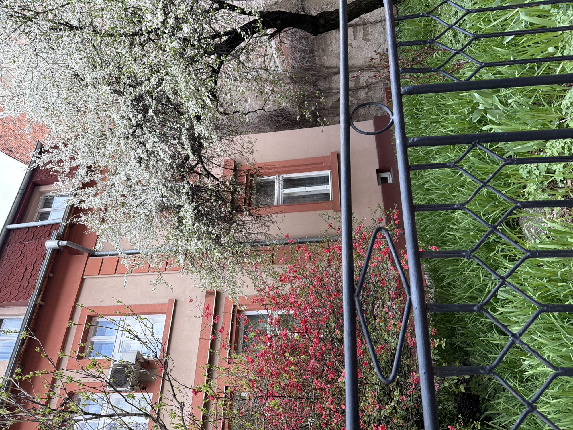 The image captures a scene in Sofia, Bulgaria, featuring a two-story building with a peach-colored facade and red accents around the windows and roof. White blooming trees are visible on the left side of the building, contrasting with the red-flowered bushes in the foreground. A black wrought iron fence partially obstructs the view, with green grass visible behind it. The building's windows are white-framed, and an air conditioning unit is visible in one of the lower windows. The scene suggests a residential area in springtime.