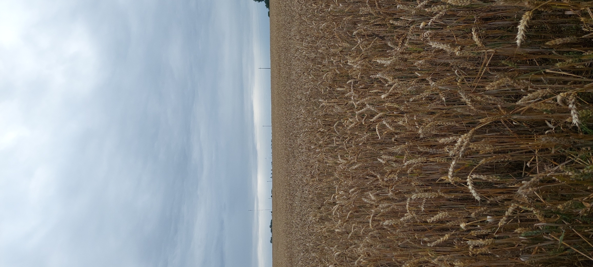 The image depicts a vast field of ripe wheat under a cloudy sky. The wheat stalks are golden brown and stand tall, filling the foreground and extending into the distance. The horizon is low, with a flat line of distant trees and utility poles visible against the subdued sky. The sky is overcast with thick, gray clouds that dominate the upper portion of the image. No people or animals are visible. The scene is an agricultural landscape, likely in or around the city of Ragainė, Lithuania, given the context.