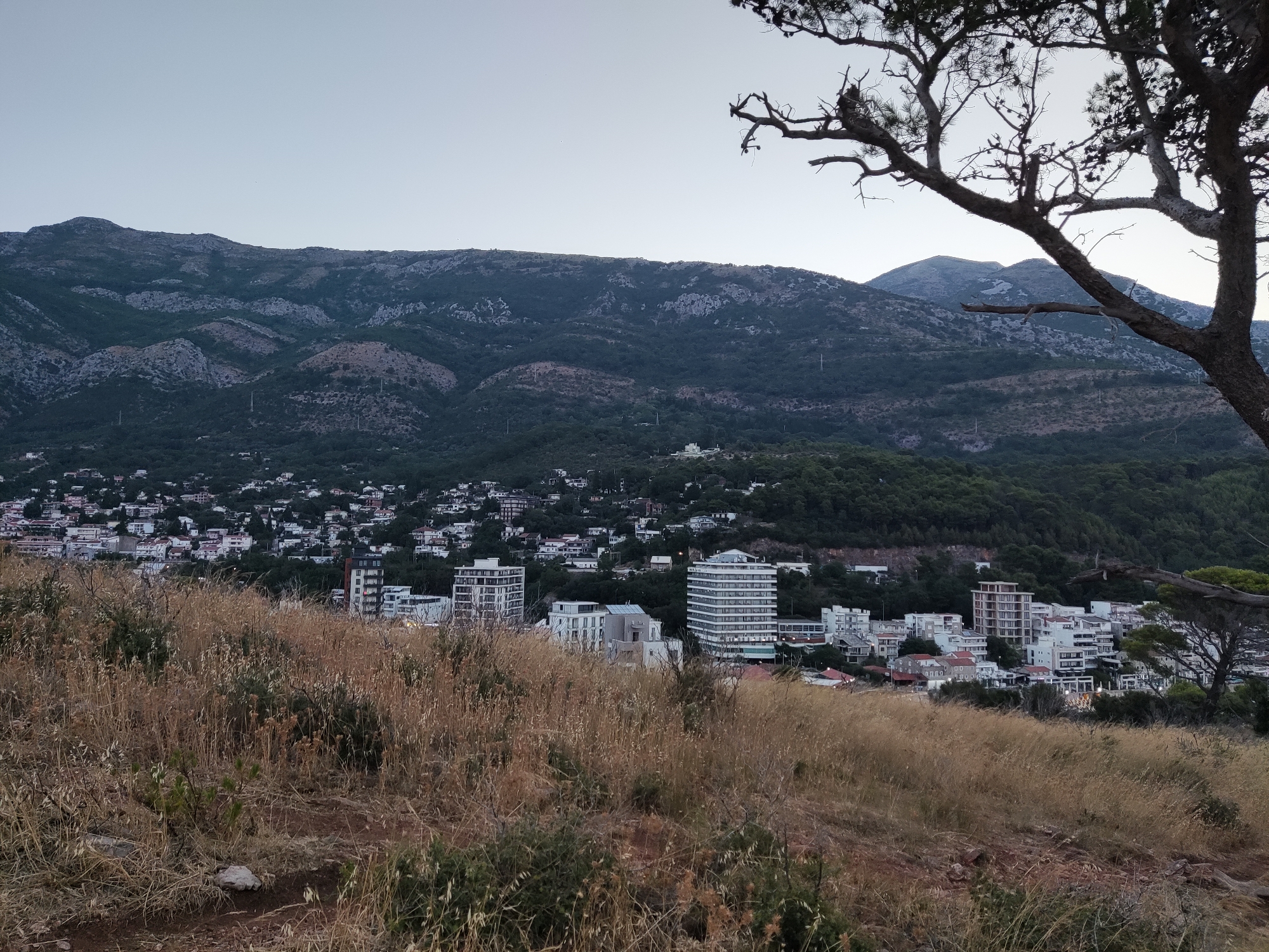 This is a wide-angle, elevated, outdoor, handheld shot of Sutomore, Montenegro, at dusk. In the foreground, dry, golden grass covers a sloping hill. A large tree branch, silhouetted against the sky, extends into the frame from the upper right. In the midground, a coastal town is visible, with numerous buildings of varying sizes and architectural styles, including several modern, multi-story structures and many smaller residential buildings clustered on the hillside. The town is backed by a dense, dark green forest that transitions into a rugged, mountainous landscape. The sky is a pale, clear, gradient of grey and blue, indicating the fading light. No people or animals are discernible in the image.
