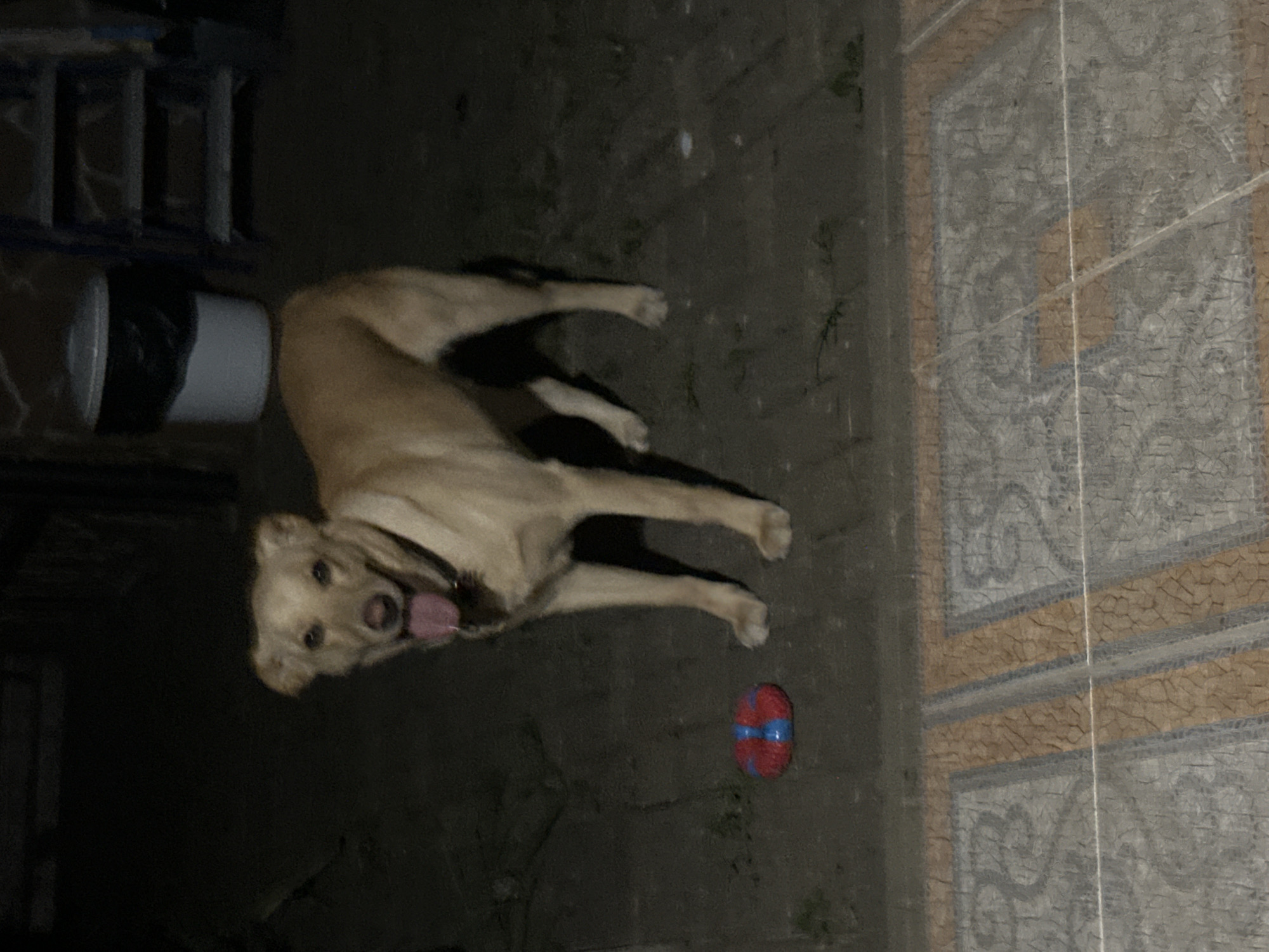 A light brown dog stands on a paved surface at night. The dog is facing forward with its mouth open and tongue out. A red and blue toy is on the ground to the left of the dog. In the background, a white trash can with a black lid and a blue ladder are visible. The floor in the foreground is tiled with a pattern of grey, beige, and blue. The scene appears to be outdoors, possibly in a backyard or alleyway in Sochi, Russia.
