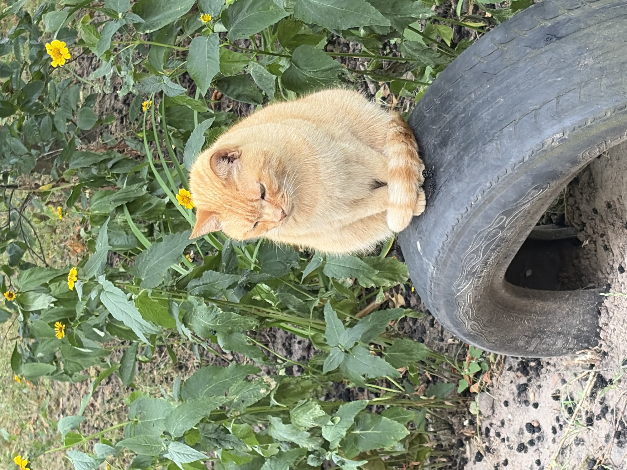 An orange tabby cat is sitting on a section of a deflated tire in an outdoor setting. The cat is curled up with its tail wrapped around its body and is facing to the left with its eyes closed, appearing to be sleeping or resting. Behind the cat, there are green leafy plants with some small yellow flowers. The ground around the tire is covered in soil and some dark debris, possibly berries or small stones. The image was taken in the city of Chernihiv, Ukraine.