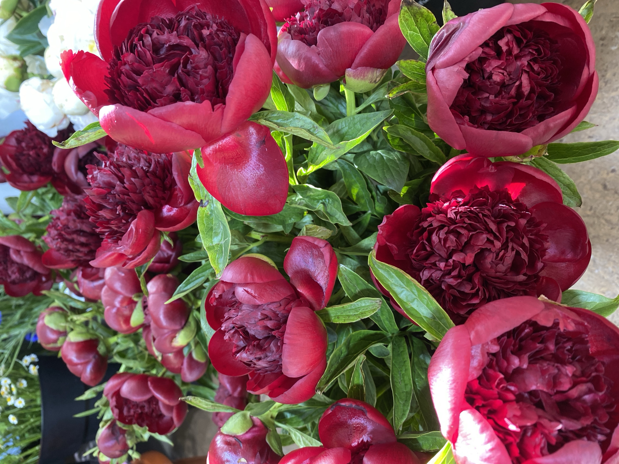 A close-up, overhead view captures a lush bouquet of dark red peonies with vibrant green leaves. The flowers vary in bloom stage, with some fully open and others partially closed, showcasing their layered petals and rich, velvety texture. Sunlight highlights the glossy sheen of the petals and casts subtle shadows, adding depth to the composition. The background is softly blurred, creating a sense of depth and focusing attention on the floral arrangement. The scene appears to be an indoor setting, possibly a market or floral shop, given the presence of other flowers and a black container visible in the upper left corner, though the specific location within the city of Unknown, Unknown cannot be determined from the visual information.