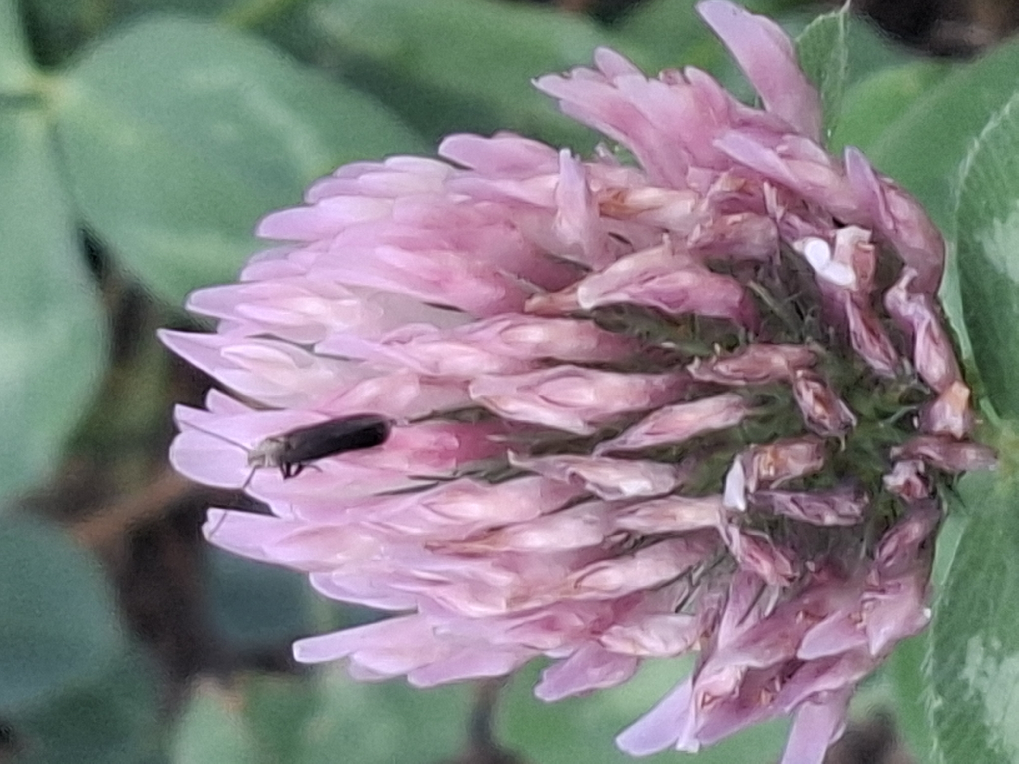 An insect with a black body and antennae is perched on a pink clover flower. The flower is in the foreground, with a blurry green background that suggests foliage. The scene is likely outdoors in a natural setting, possibly a park or garden. No specific location in Almaty, Kazakhstan, can be determined from the image alone.