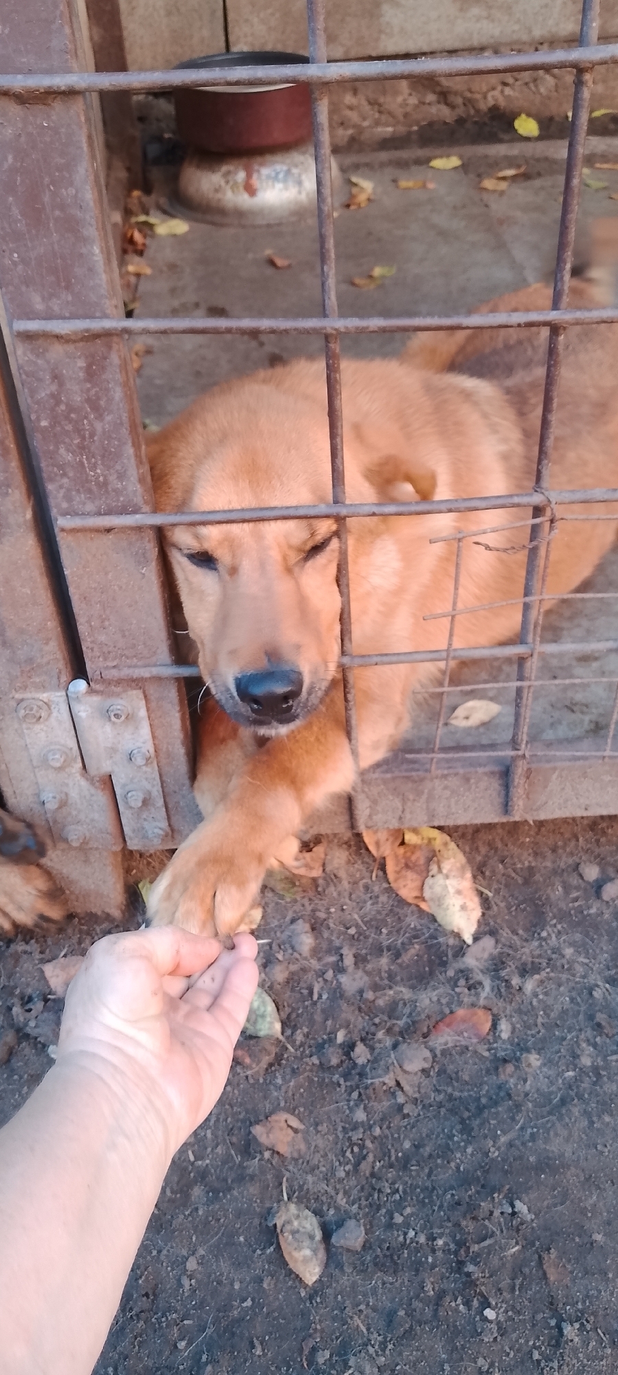 An adult brown dog with its head resting on the ground behind a metal fence is being offered food by a human hand. The dog's right paw is extended through the fence to touch the food in the hand. The environment appears to be an outdoor enclosure with dirt ground covered in fallen leaves. The dog's expression is calm and its eyes are partially closed.