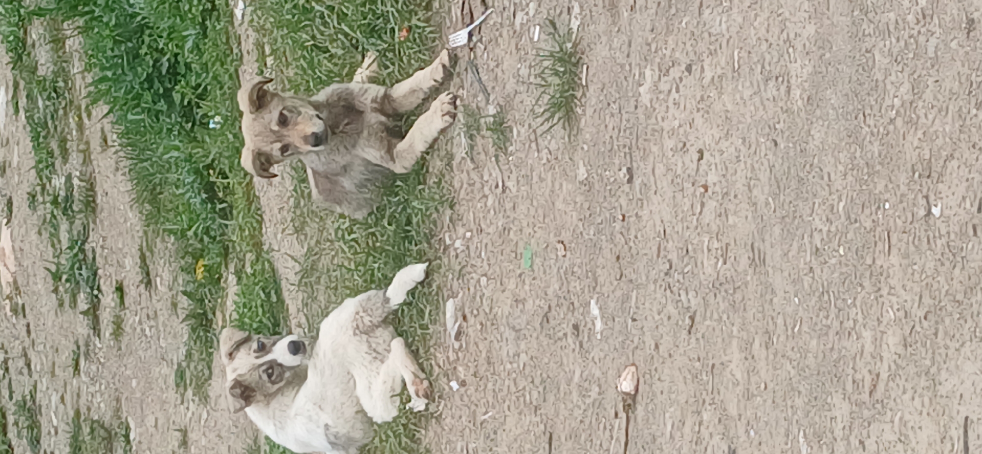 Two puppies are lying down on the ground. The puppy on the left is white with gray markings around its eyes and ears. It is lying on its side, looking towards the viewer. The puppy on the right is a lighter brown color with darker brown markings on its face and body. It is lying on its stomach, looking to the left. The ground is covered in dirt and patches of grass. In the background, there is more grass and some light-colored debris. A white plastic fork is visible on the ground near the right puppy.