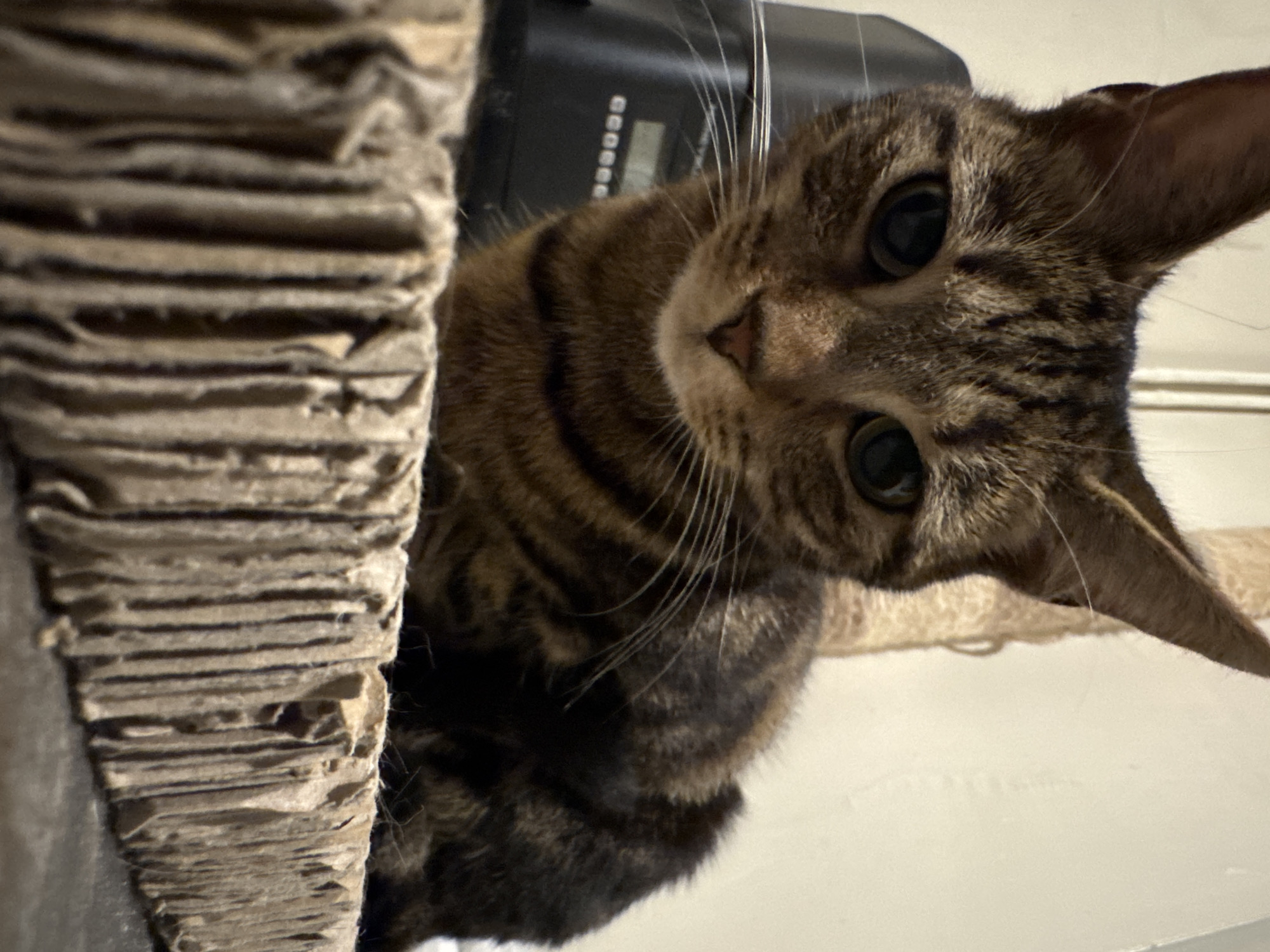 A close-up, low-angle shot captures a brown and black striped tabby cat looking directly into the camera with a curious and attentive expression. The cat's head is tilted slightly to the side, highlighting its large, dark, round eyes and prominent whiskers. One ear is clearly visible, pointed upwards.
To the left of the cat, a vertical section of a scratching post made from layered corrugated cardboard fills a significant portion of the frame. The cardboard shows textured ridges and some signs of wear.
In the background, behind the cat's head, a dark electronic device is partially visible. It features a small digital display with faint, undecipherable numbers or symbols, and several small buttons. A light-colored wall or surface is present to the right and below the cat, suggesting an indoor domestic setting. The lighting appears soft and ambient. No specific text is clearly legible in the image.