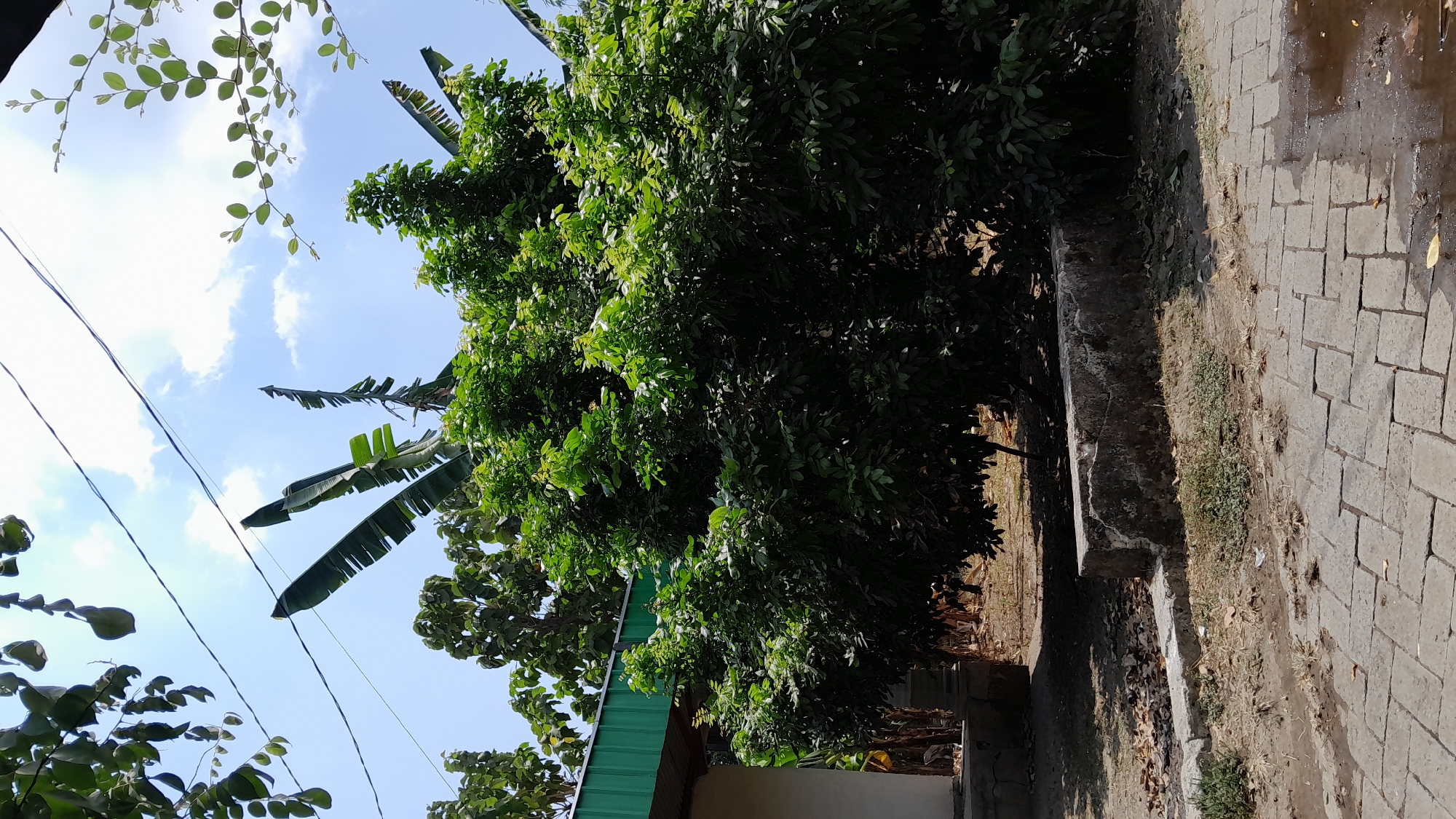 The image depicts an outdoor scene, likely in Sumberarum, Indonesia, given the context provided. In the foreground, a paved walkway made of grey interlocking bricks leads into the frame from the bottom right. The bricks appear somewhat weathered and are interspersed with patches of dry grass and dirt. A section of a low, concrete structure, possibly a planter box or a low wall, runs horizontally across the mid-ground. This structure is weathered and has vegetation growing around it.
Dominating the middle and right side of the image is a large, lush green tree with dense foliage. Its leaves are vibrant green, and the sunlight casts shadows through its branches. Behind the large tree, to the left, is a portion of a building with a white wall and a green corrugated metal roof. Beyond the building, the tops of other trees are visible, some appearing taller and with larger leaves than the main tree.
The sky above is a clear blue with scattered white clouds. Several dark wires, likely power or telephone lines, are strung across the sky, intersecting the frame from the top left to the top right. In the upper portion of the image, several large, green banana leaves are prominently visible, some of which are tattered. The overall impression is of a warm, sunny day in a residential or semi-rural area with abundant vegetation. There are no people visible in the image.