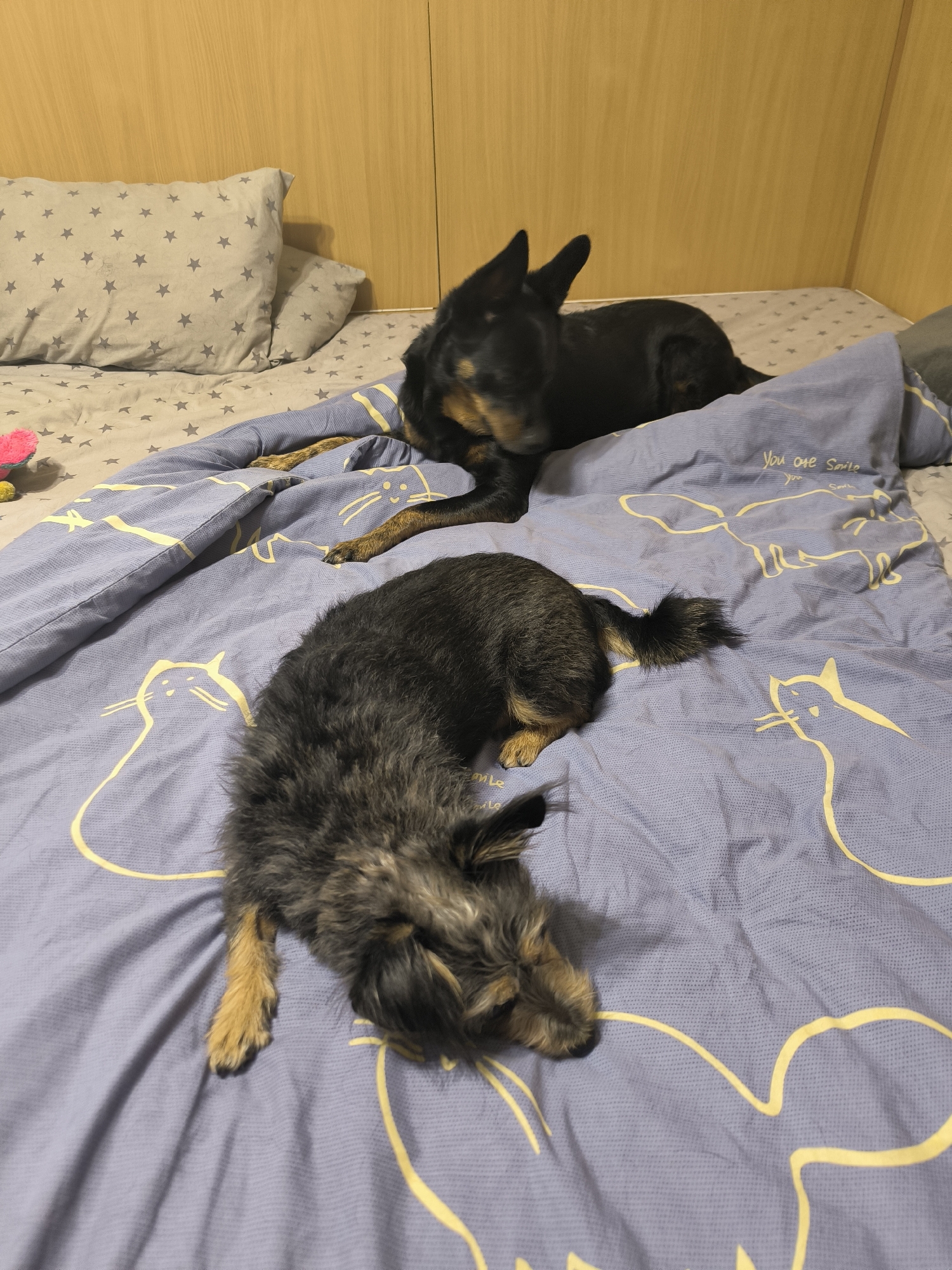 The image shows two small dogs lying on a bed with purple and white patterned bedding. The dog in the foreground is dark brown and black with shaggy fur, lying on its side with its head facing left. Its front legs are extended, and its back legs are bent. The dog in the background is black and tan with shorter fur and pointed ears, lying on its stomach with its head turned to the right. The bedding has a repeating pattern of yellow cat outlines and the text "You are Smile". Behind the bed, there is a wooden headboard and wall. The image appears to be taken indoors in a residential setting. There is no information or visual cues to suggest the location is Mykolaiv, Ukraine.